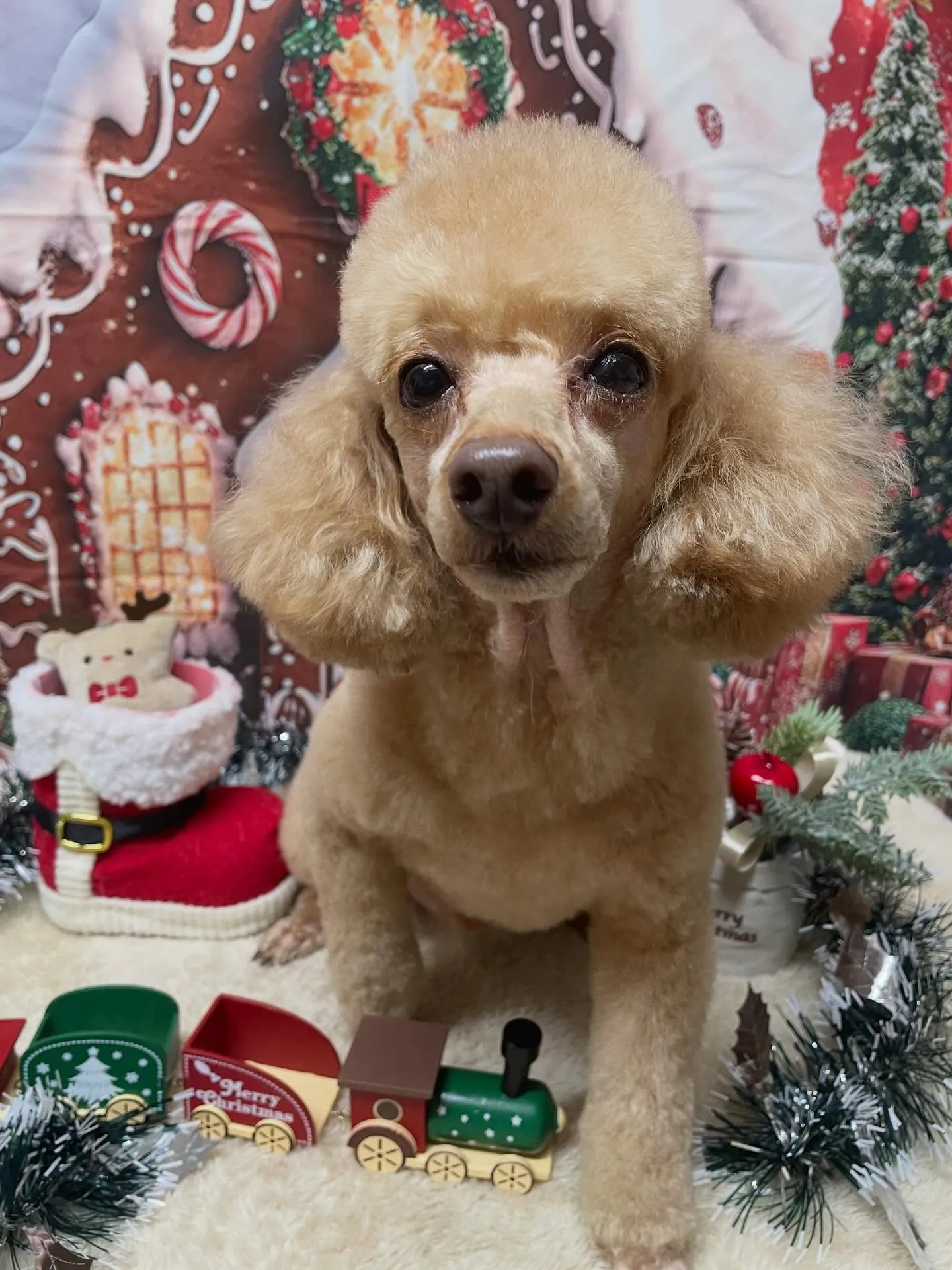 🍃今日のトリミング🍃プードル🐶｜名東区・千種区・守山区の動物...