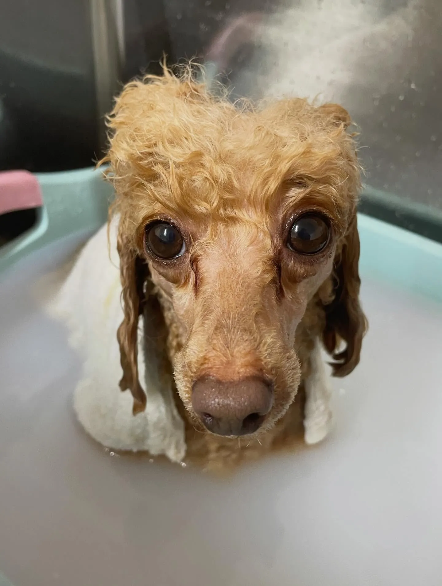 🍃今日のトリミング🍃プードル🐶｜名東区・千種区・守山区の動物...