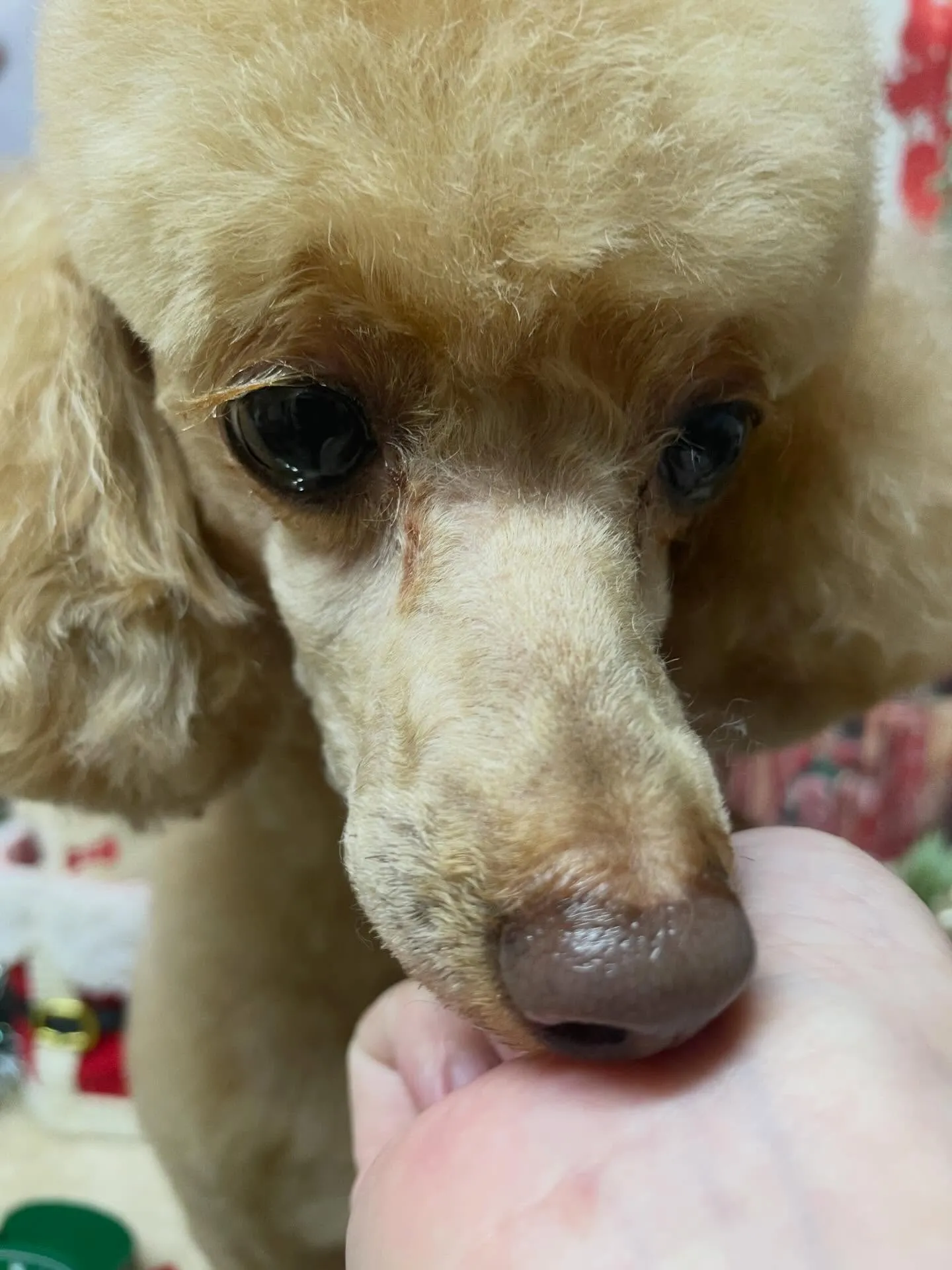 🍃今日のトリミング🍃プードル🐶｜名東区・千種区・守山区の動物...