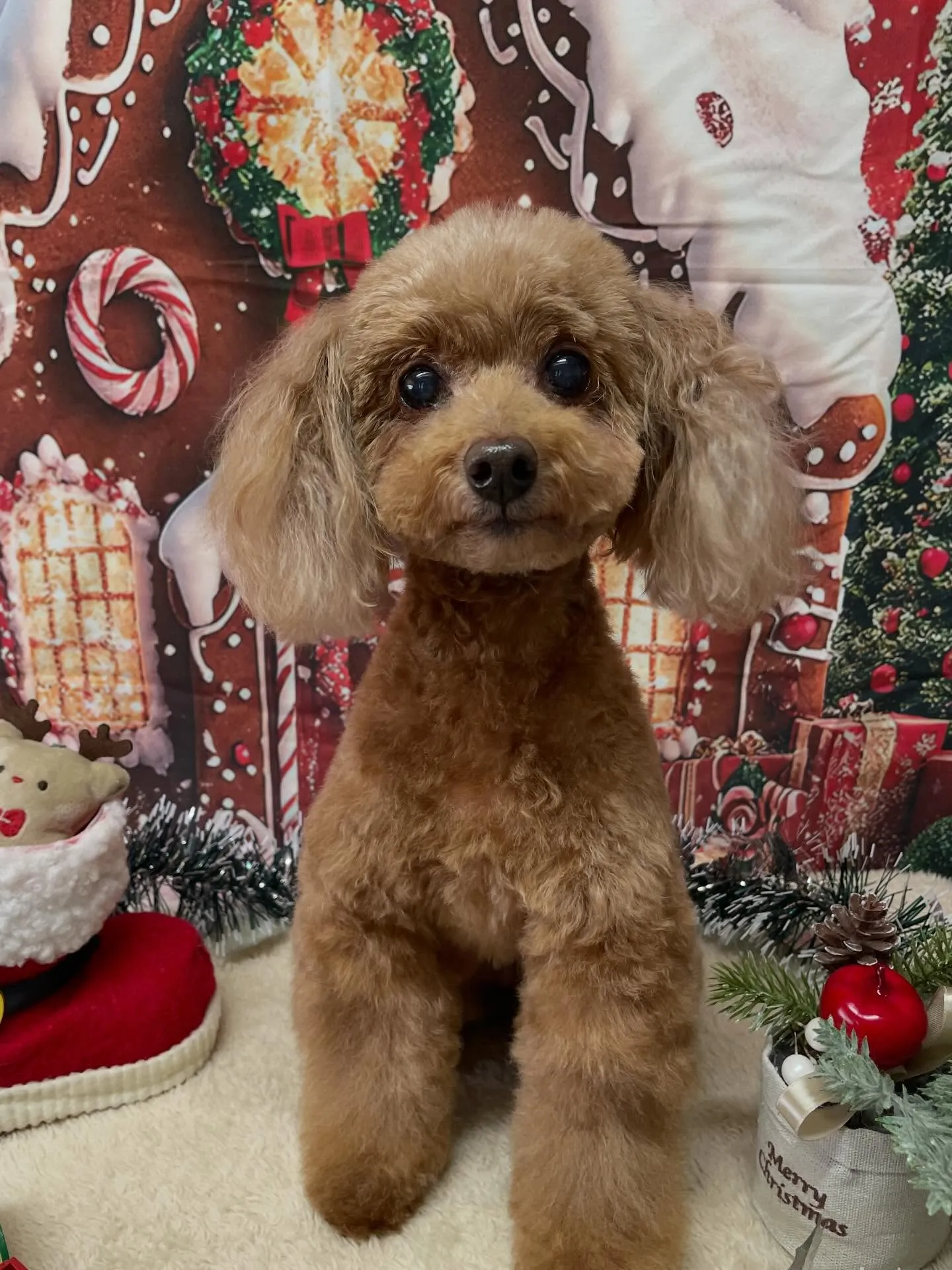 🍃今日のトリミング🍃プードル🐶｜名東区・千種区・守山区の動物...
