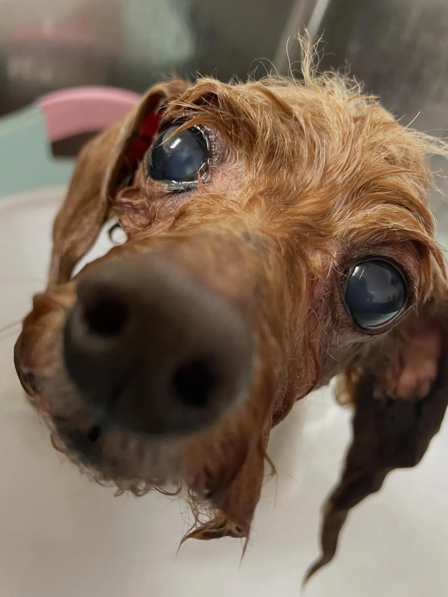 🍃今日のトリミング🍃プードル🐶｜名東区・千種区・守山区の動物...