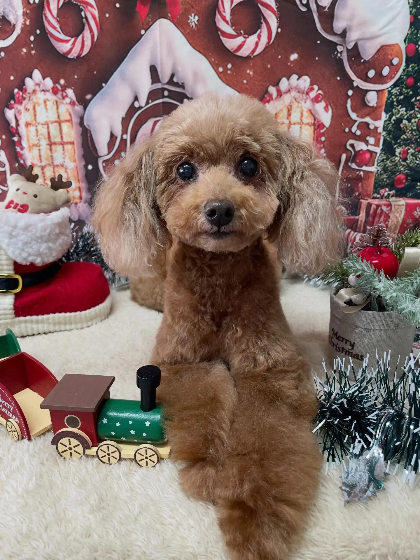 🍃今日のトリミング🍃プードル🐶｜名東区・千種区・守山区の動物...