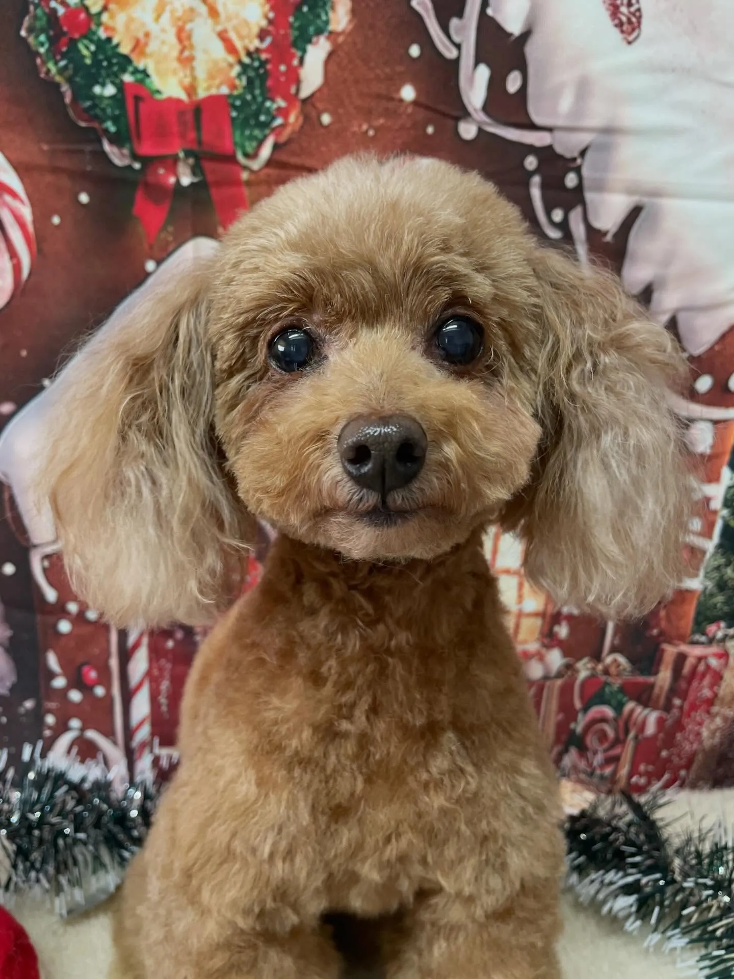 🍃今日のトリミング🍃プードル🐶｜名東区・千種区・守山区の動物...