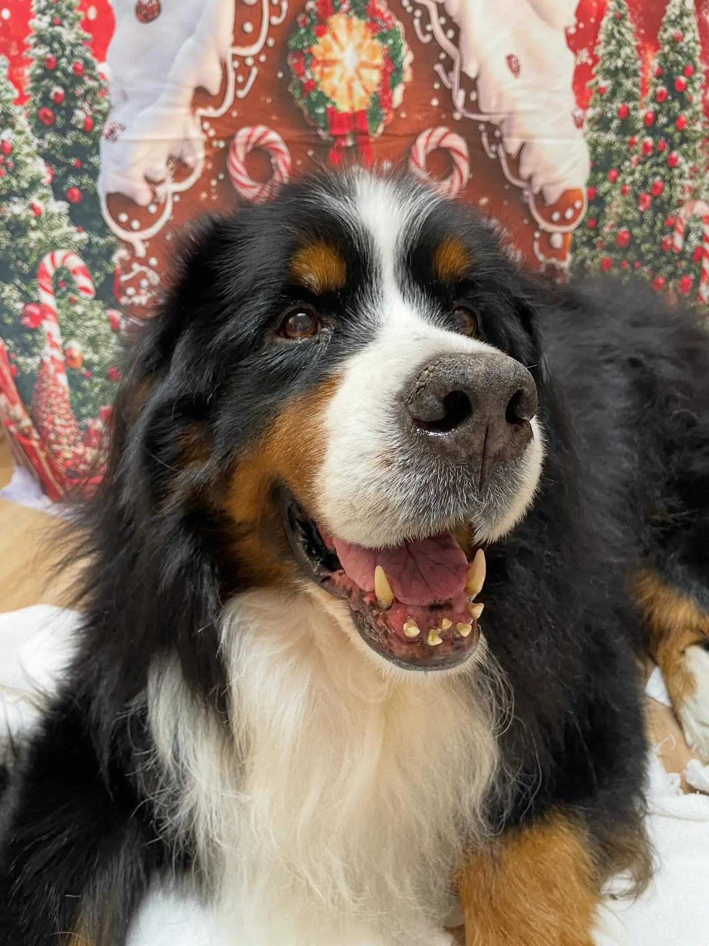 🍃今日のトリミング🍃バーニーズマウンテンドッグ🐶｜名東区・千...