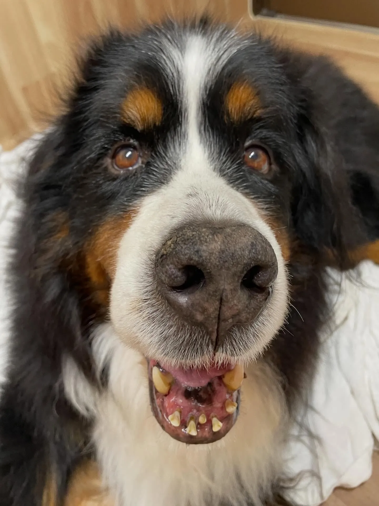🍃今日のトリミング🍃バーニーズマウンテンドッグ🐶｜名東区・千...