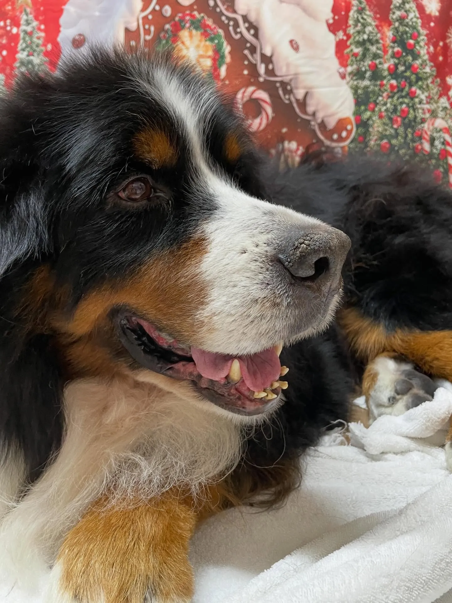 🍃今日のトリミング🍃バーニーズマウンテンドッグ🐶｜名東区・千...