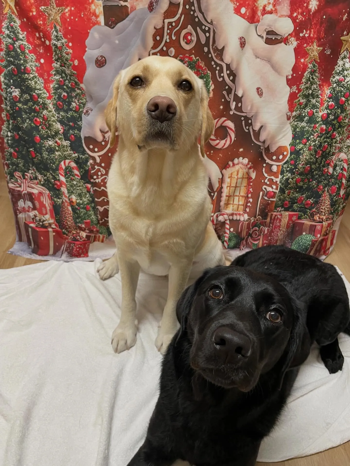 🍃今日のトリミング🍃ラブラドールレトリバー🐶｜名東区・千種区...