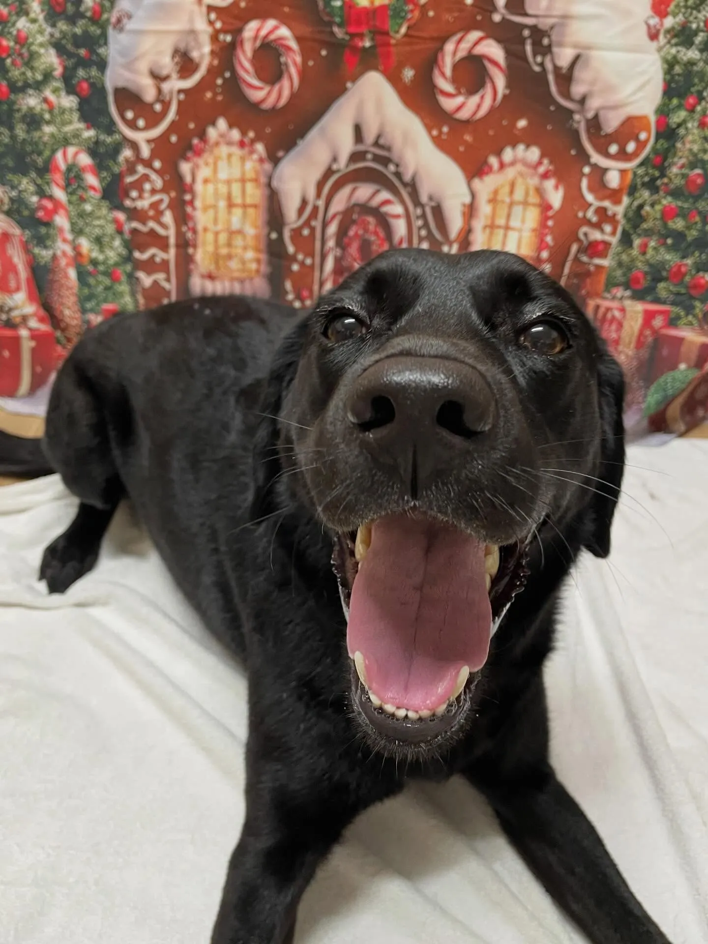 🍃今日のトリミング🍃ラブラドールレトリバー🐶｜名東区・千種区...