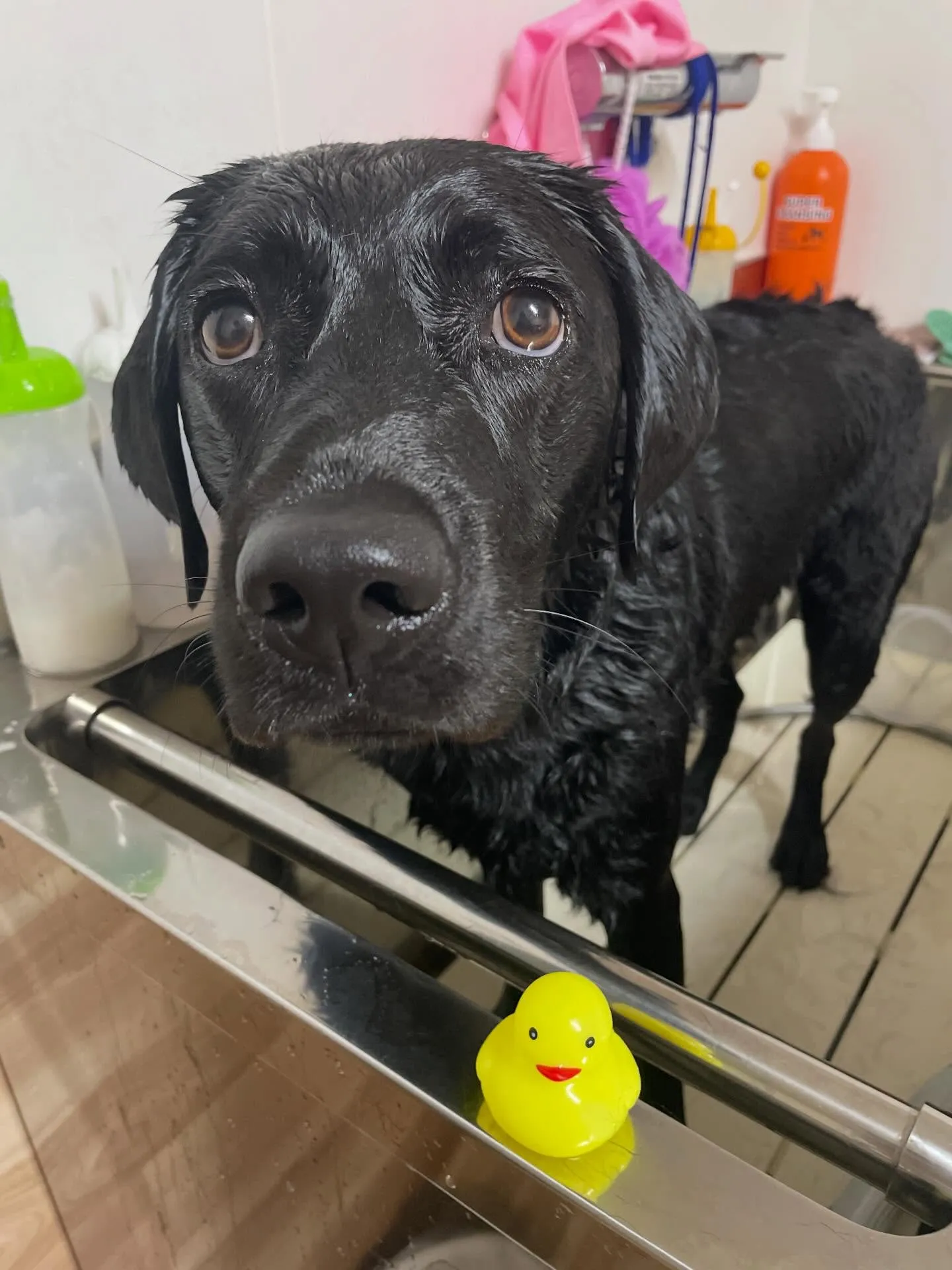 🍃今日のトリミング🍃ラブラドールレトリバー🐶｜名東区・千種区...