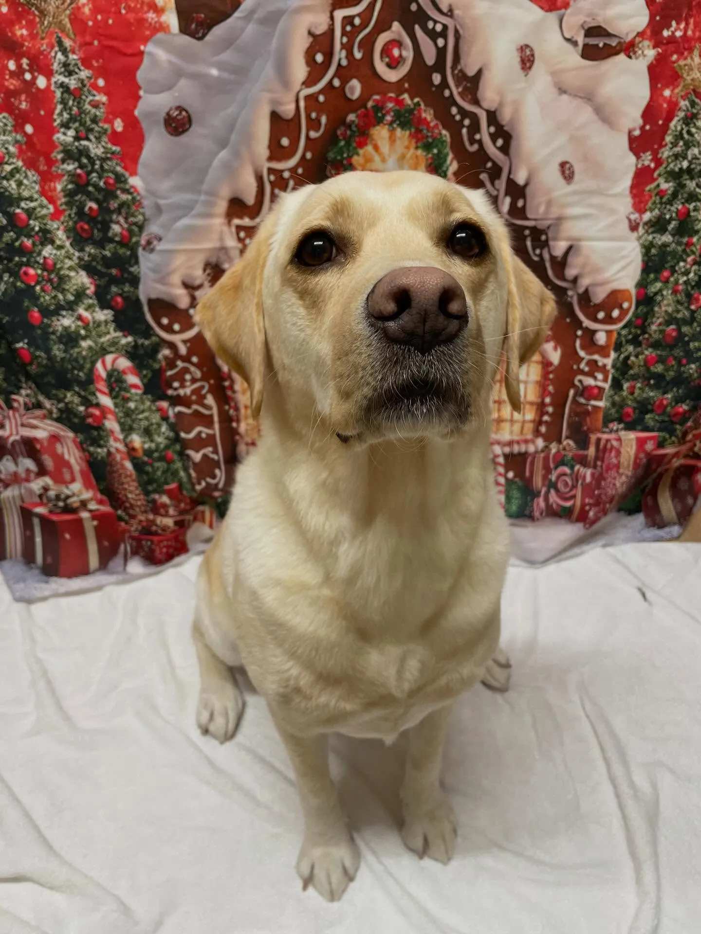 🍃今日のトリミング🍃ラブラドールレトリバー🐶｜名東区・千種区...