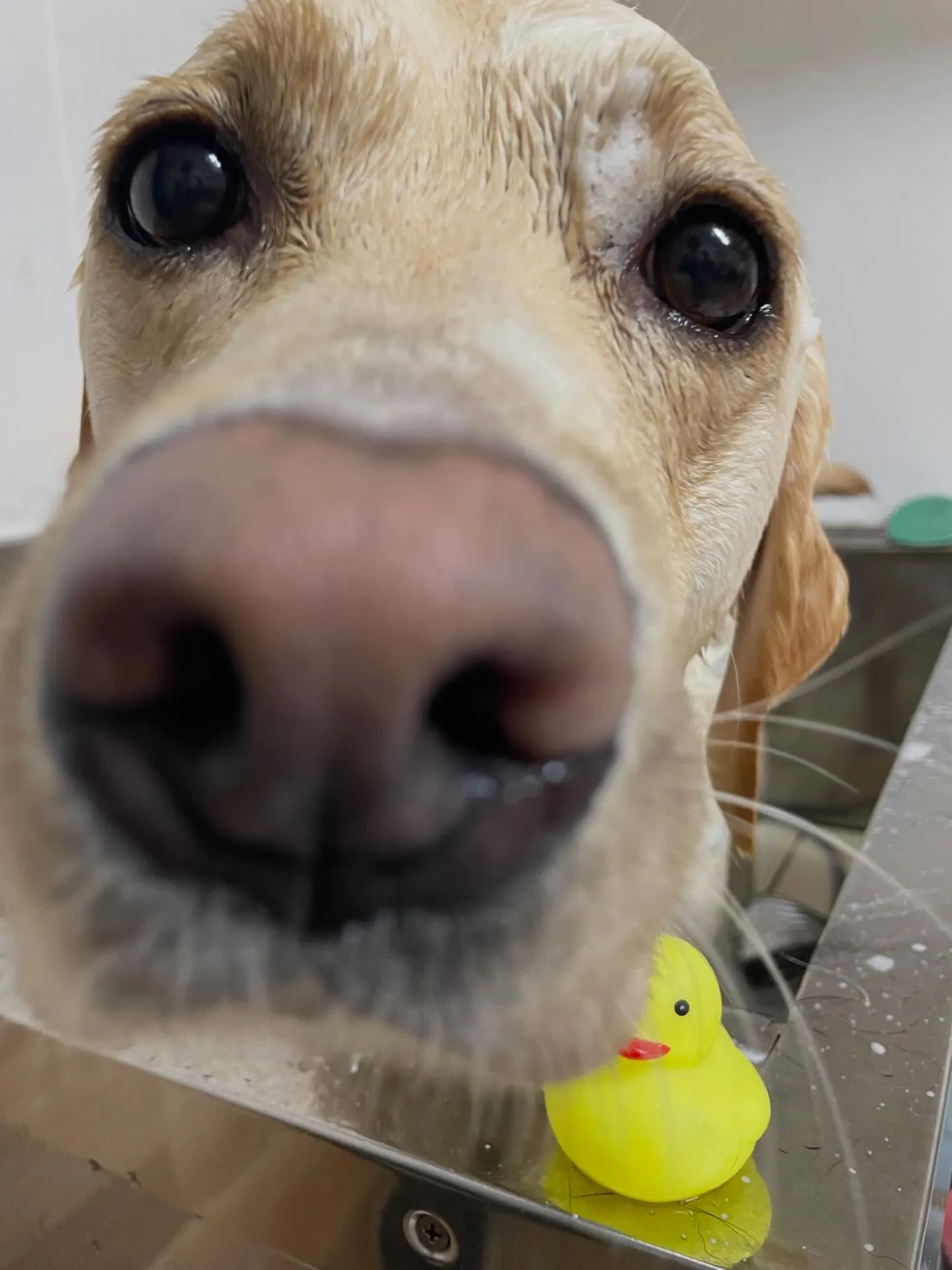 🍃今日のトリミング🍃ラブラドールレトリバー🐶｜名東区・千種区...