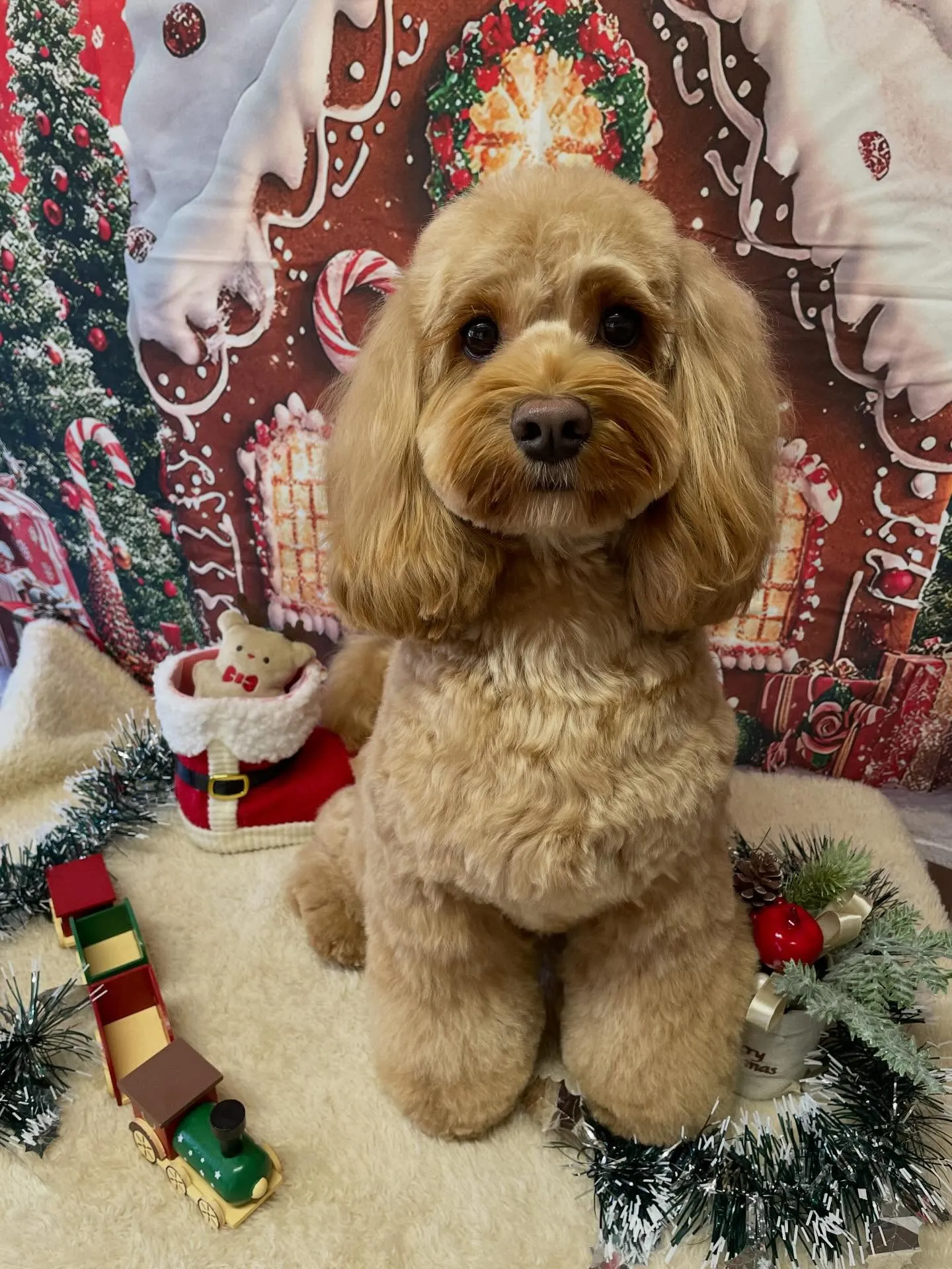 🍃今日のトリミング🍃ミックス犬🐶｜名東区・千種区・守山区の動...