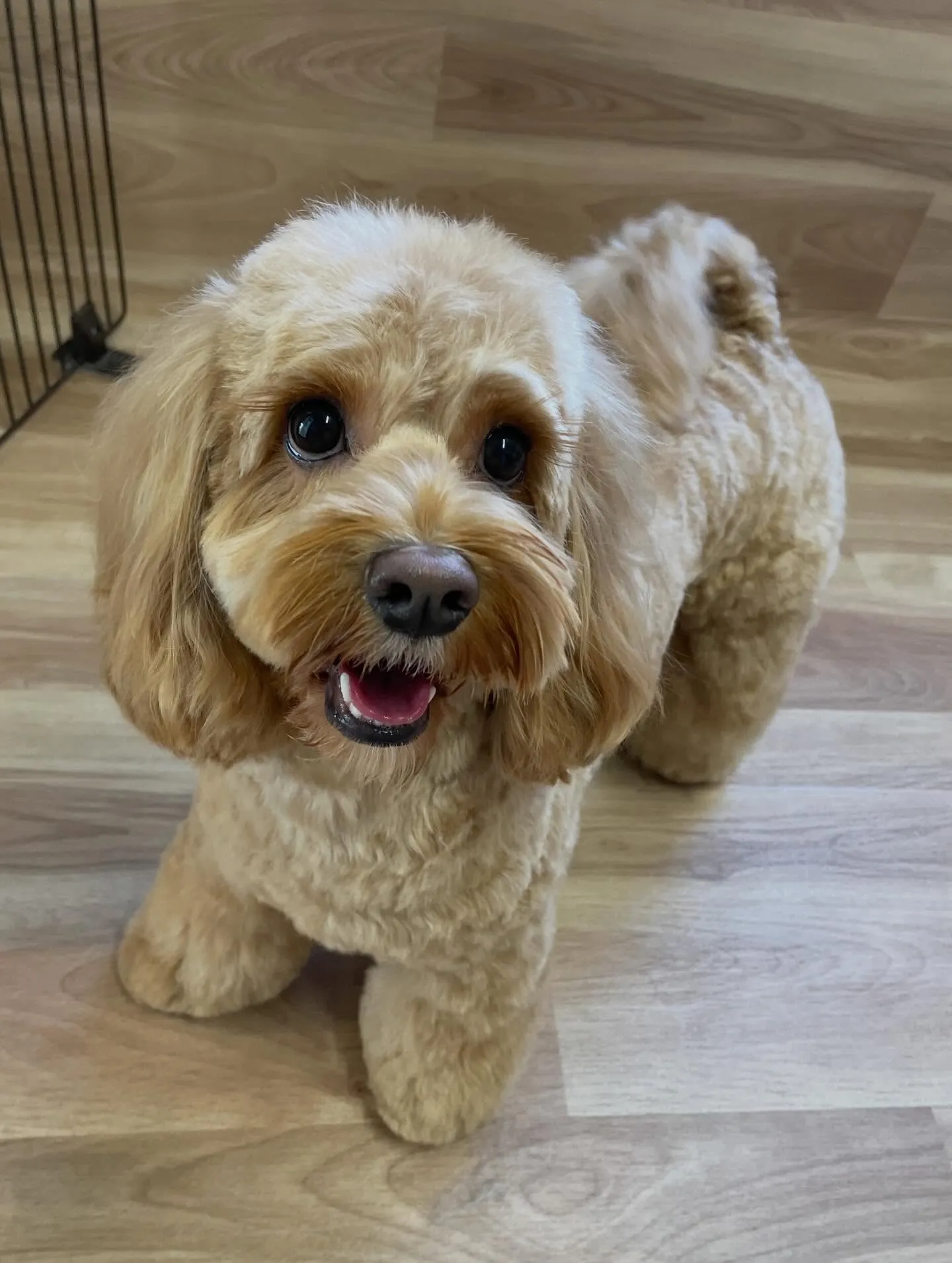 🍃今日のトリミング🍃ミックス犬🐶｜名東区・千種区・守山区の動...