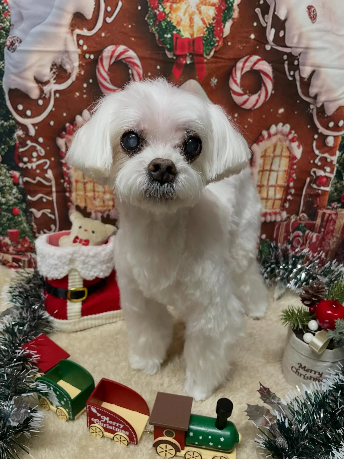 🍃今日のトリミング🍃マルチーズ🐶｜名東区・千種区・守山区の動...