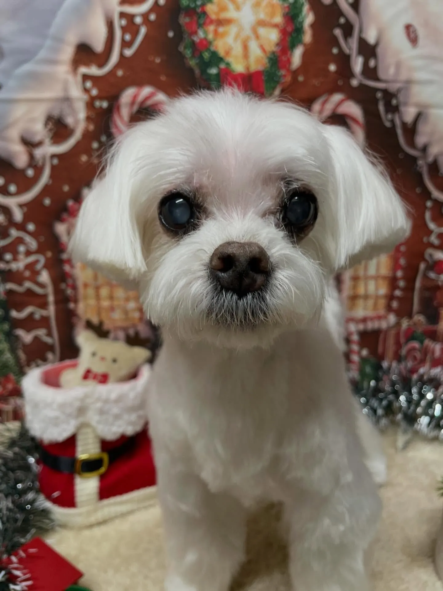 🍃今日のトリミング🍃マルチーズ🐶｜名東区・千種区・守山区の動...