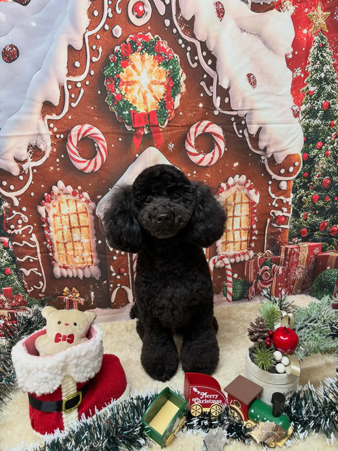 🍃今日のトリミング🍃トイプードル🐶｜名東区・千種区・守山区の...