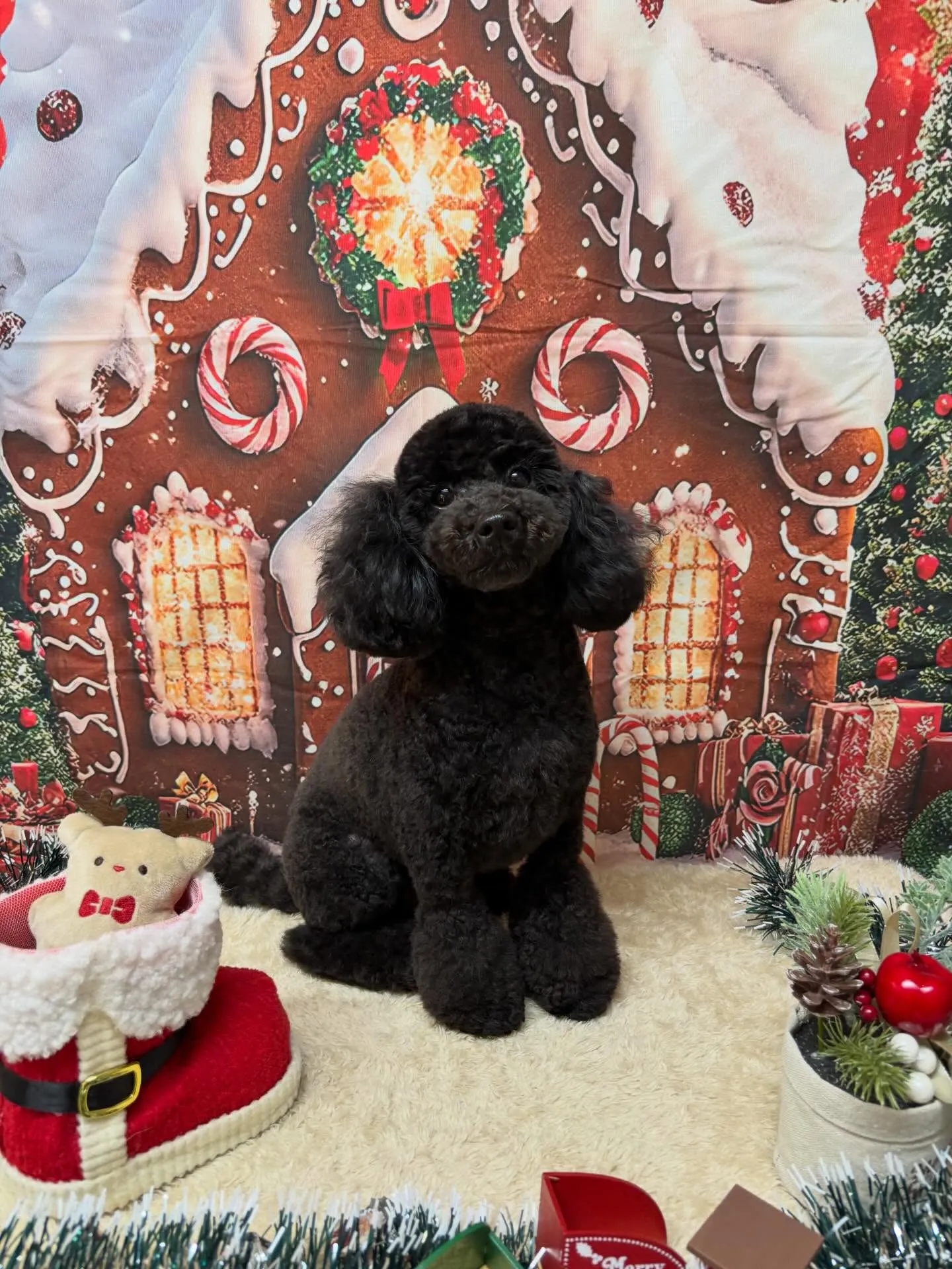 🍃今日のトリミング🍃トイプードル🐶｜名東区・千種区・守山区の...