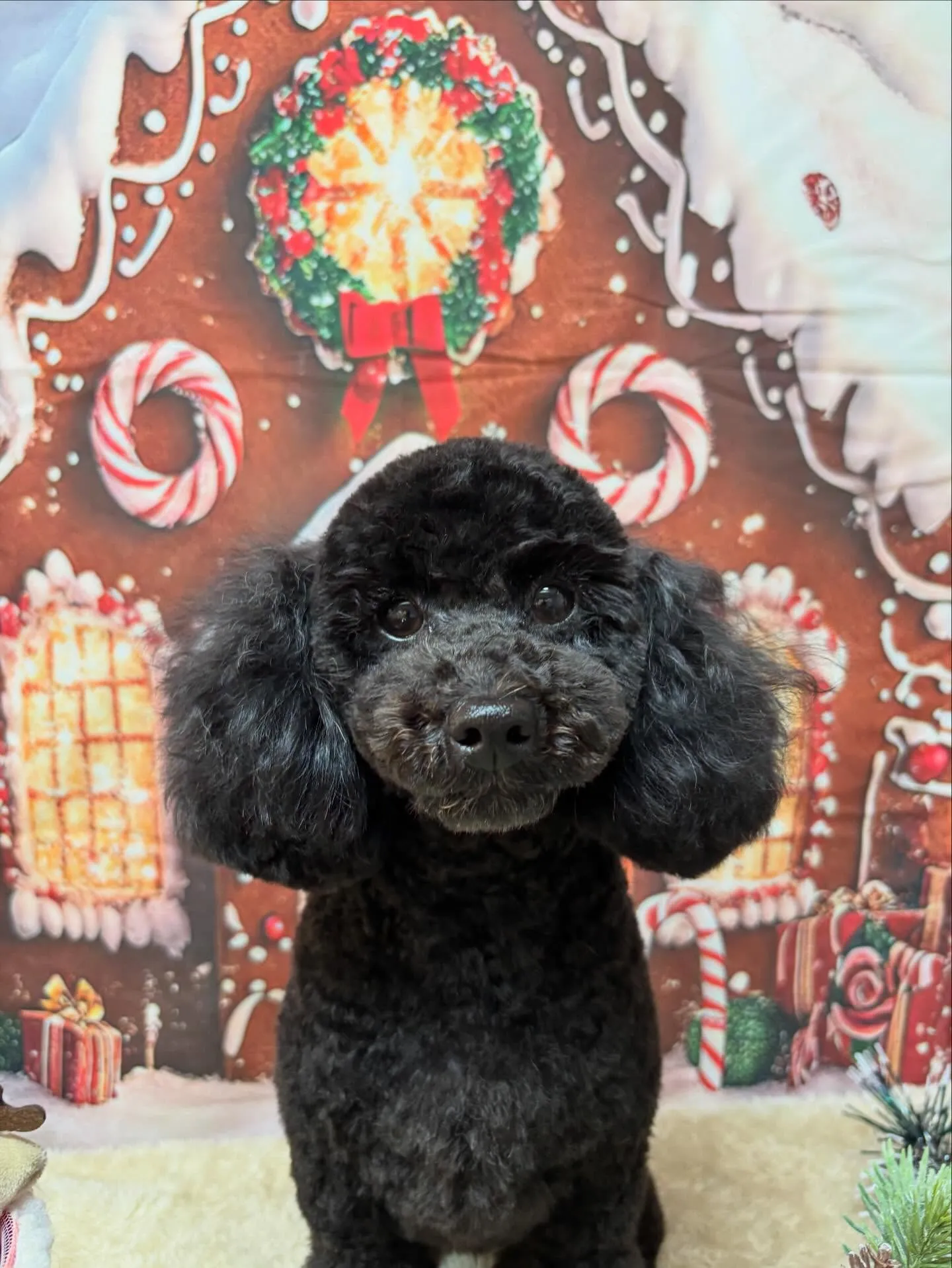 🍃今日のトリミング🍃トイプードル🐶｜名東区・千種区・守山区の...