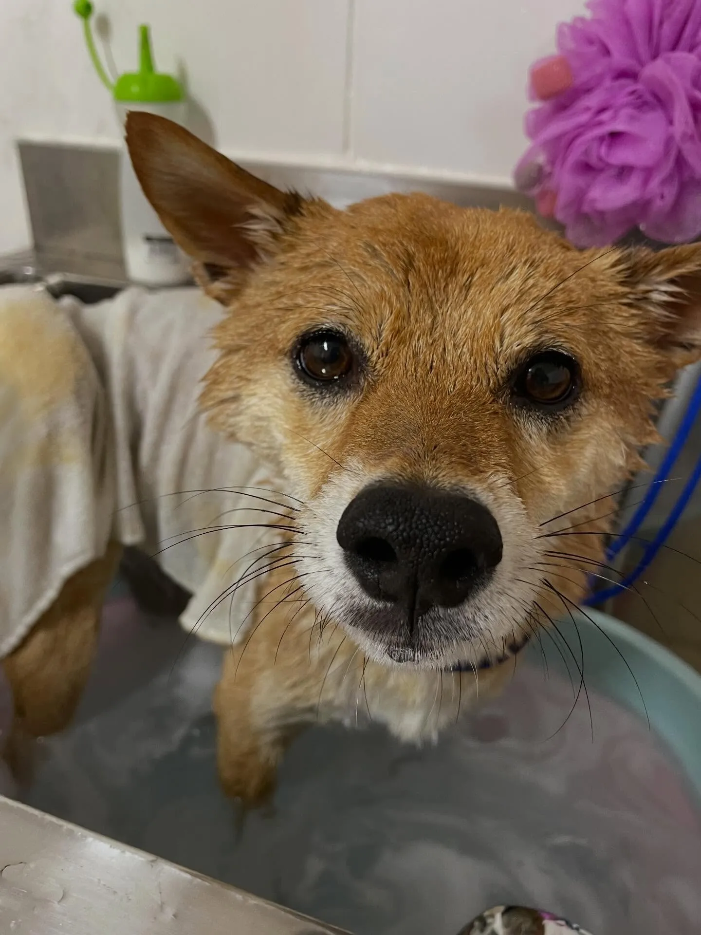 🍃今日のトリミング🍃柴犬🐶｜名東区・千種区・守山区の動物病院...