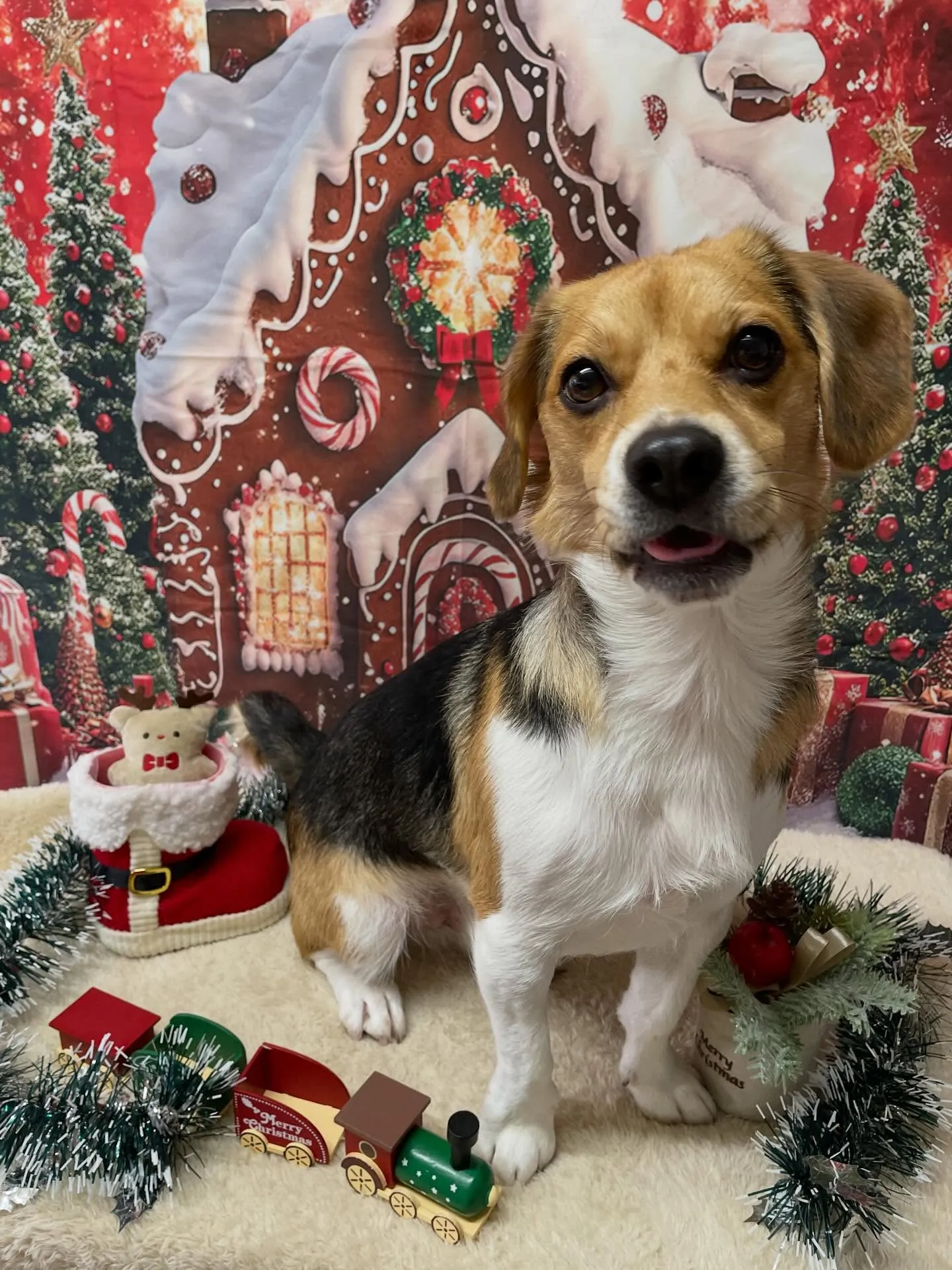 🍃12/30のトリミング🍃ミックス犬🐶｜名東区・千種区・守山...