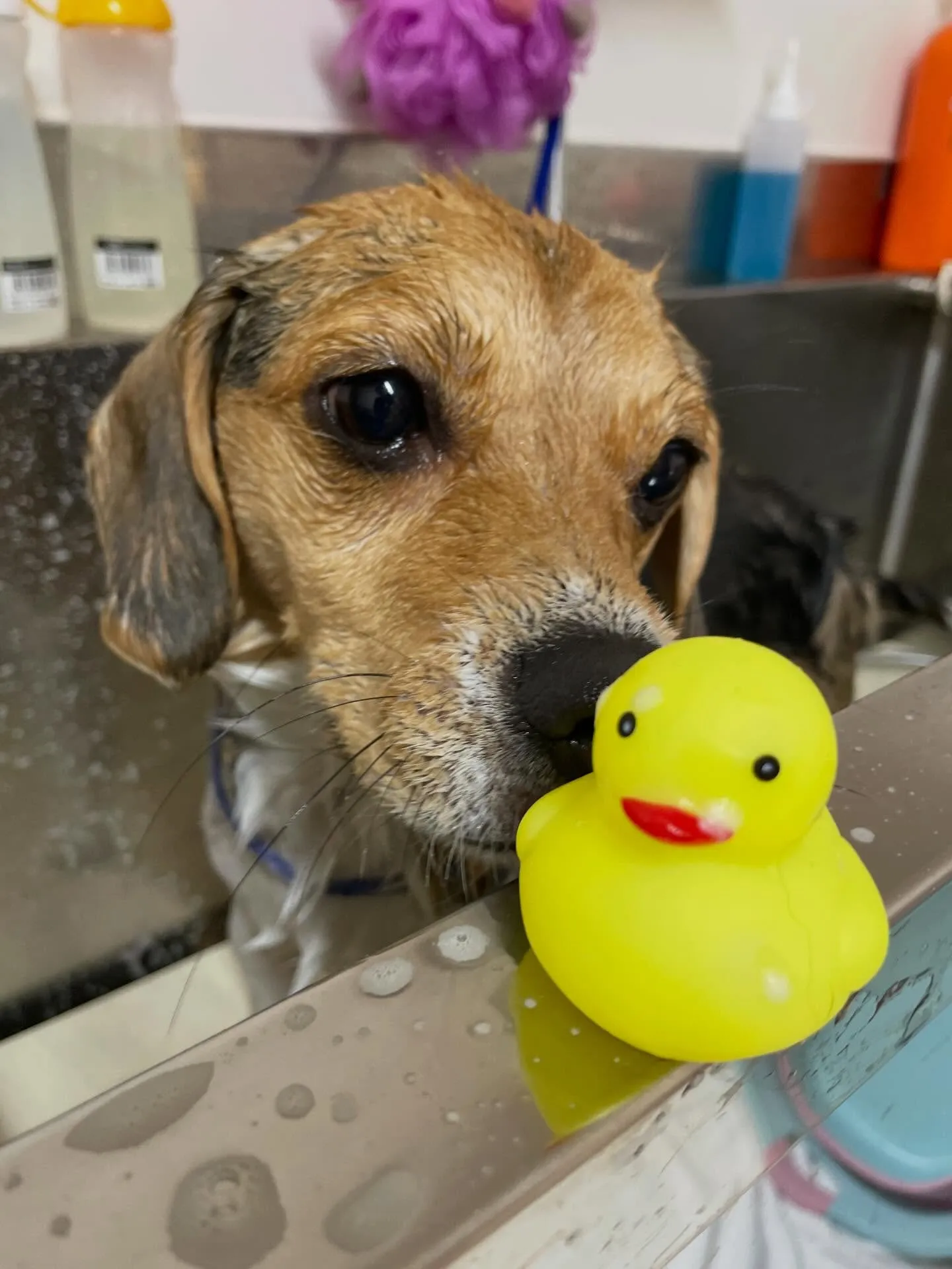 🍃12/30のトリミング🍃ミックス犬🐶｜名東区・千種区・守山...