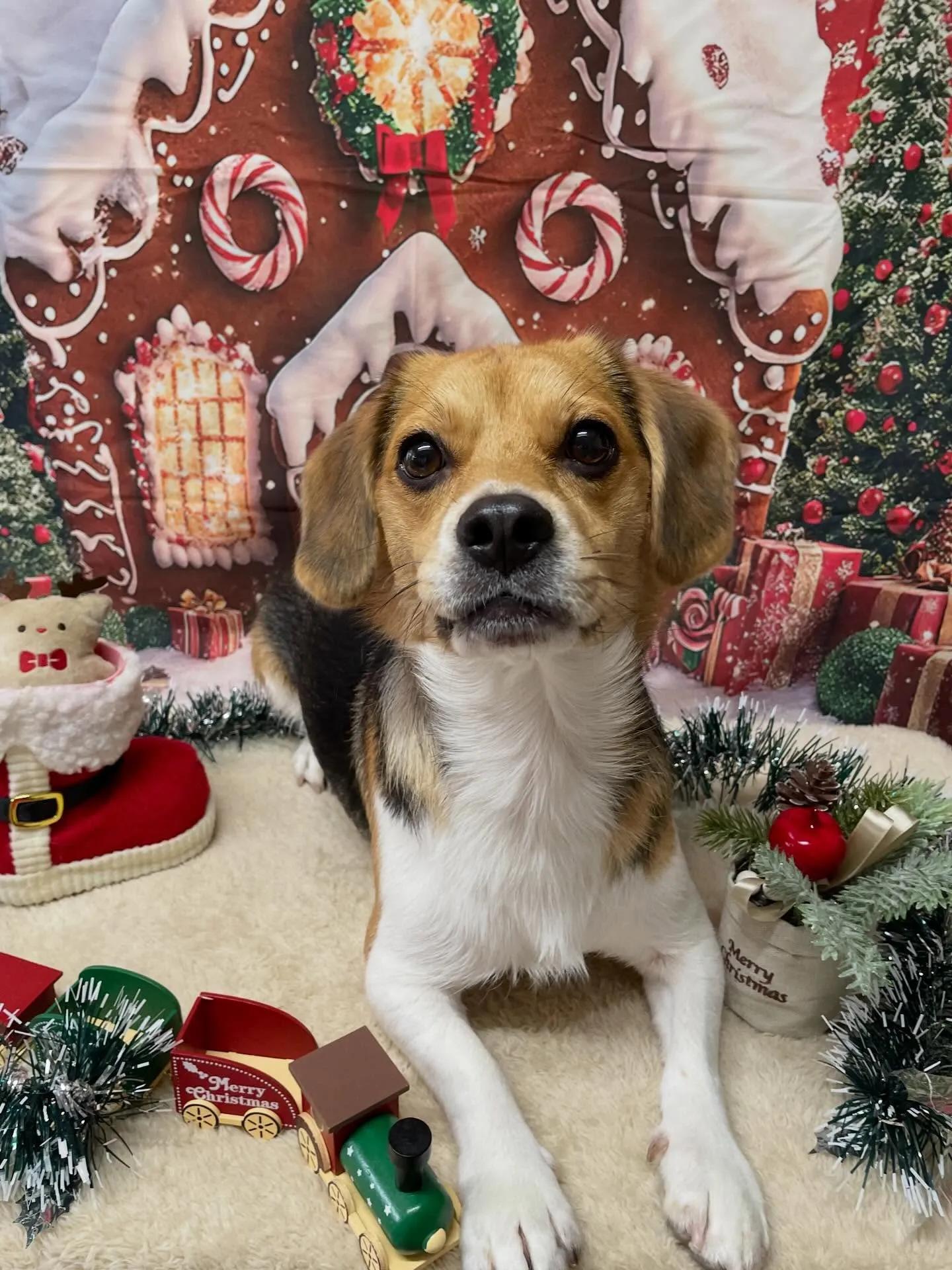 🍃12/30のトリミング🍃ミックス犬🐶｜名東区・千種区・守山...