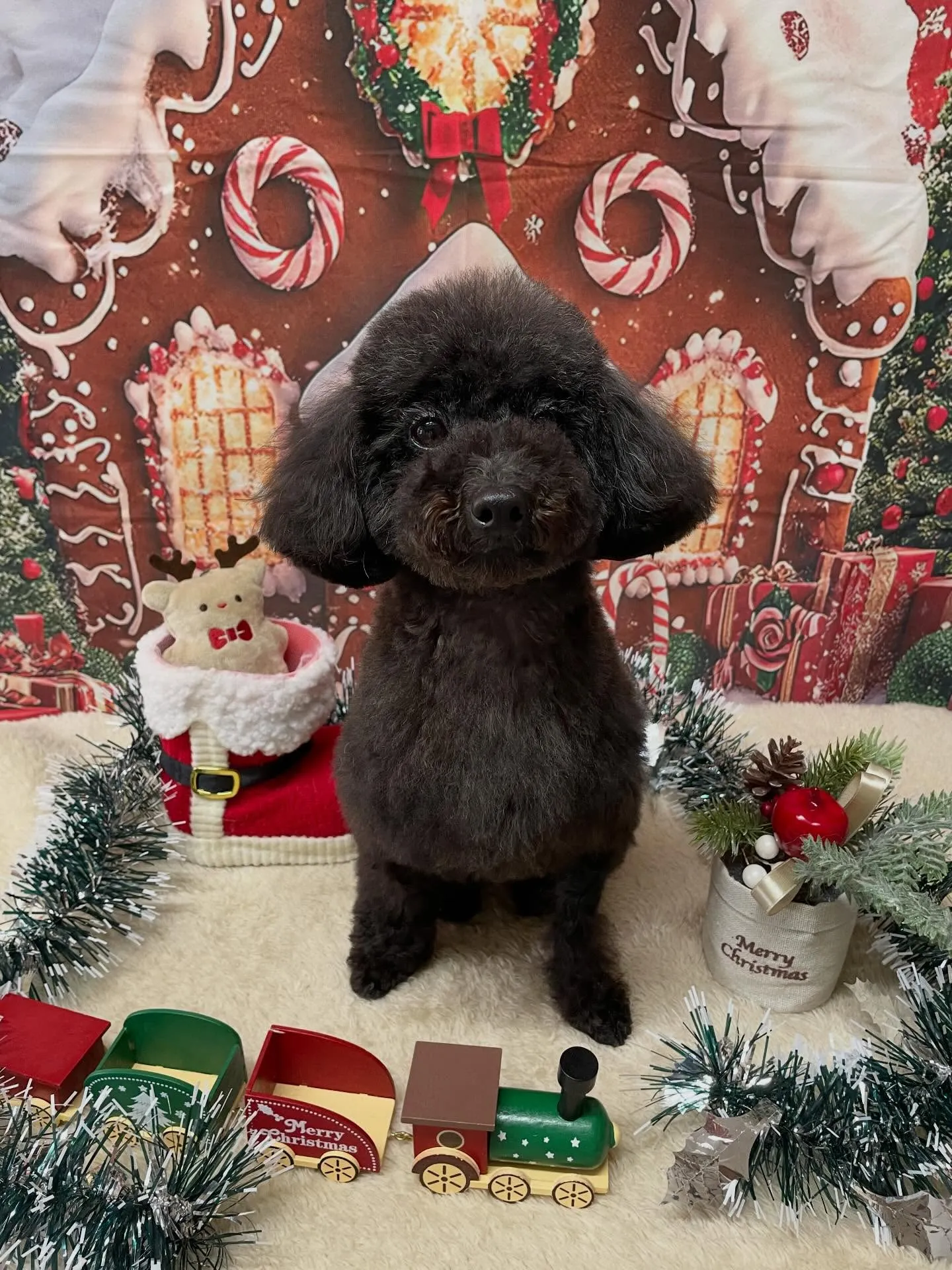🍃今日のトリミング🍃プードル🐶｜名東区・千種区・守山区の動物...