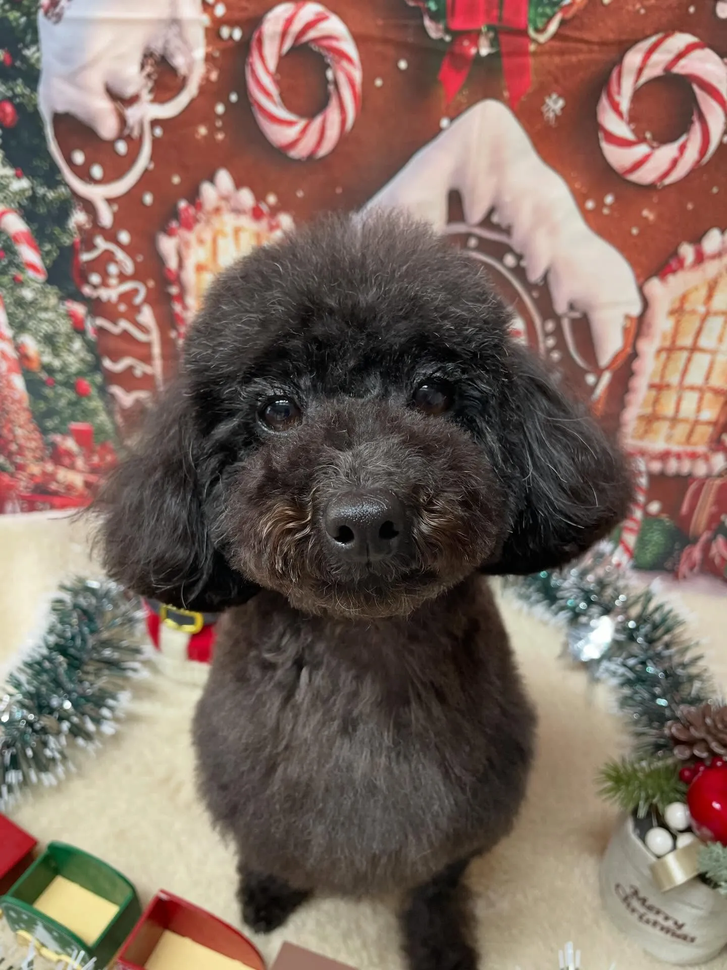 🍃今日のトリミング🍃プードル🐶｜名東区・千種区・守山区の動物...