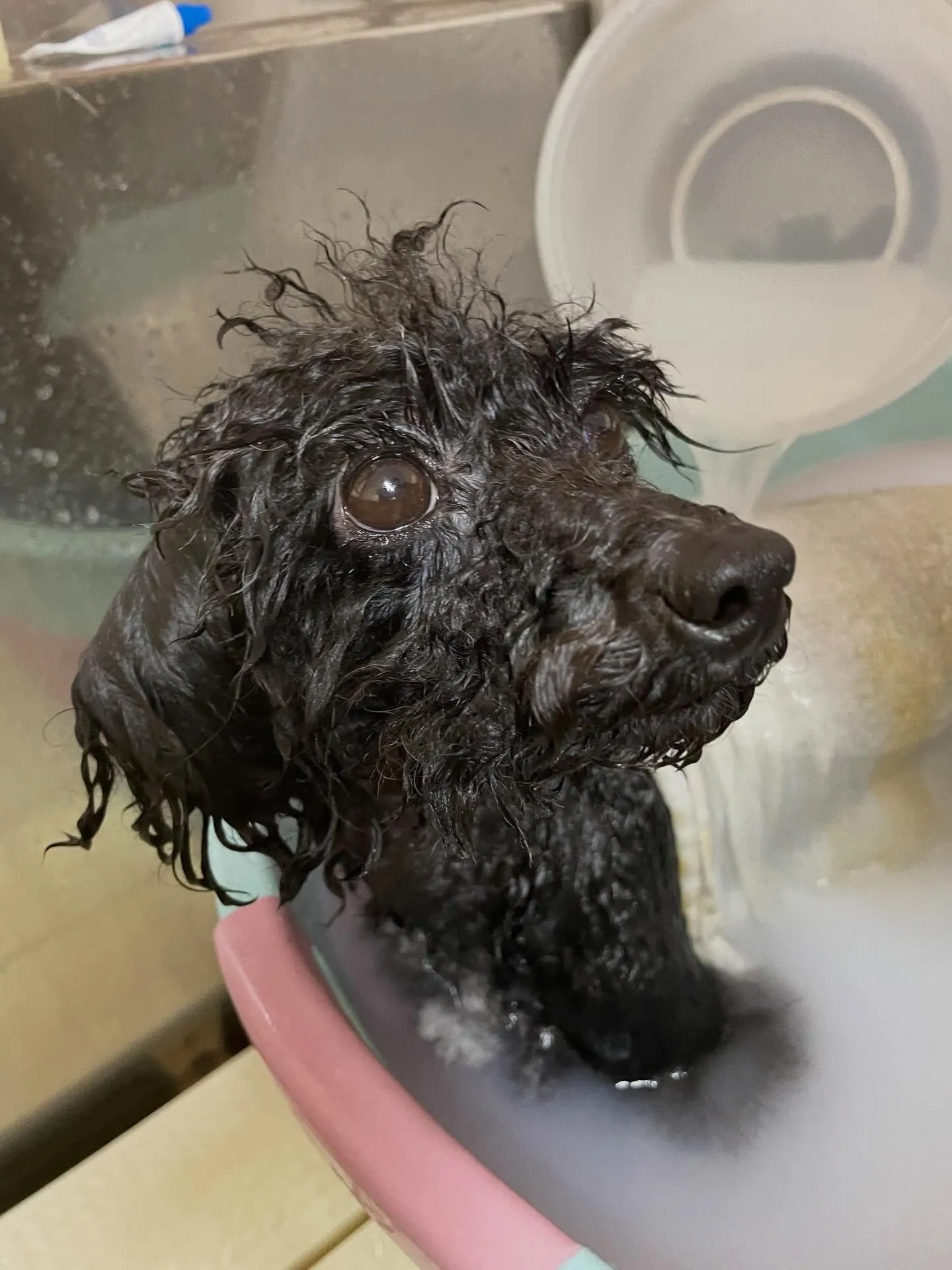 🍃今日のトリミング🍃プードル🐶｜名東区・千種区・守山区の動物...