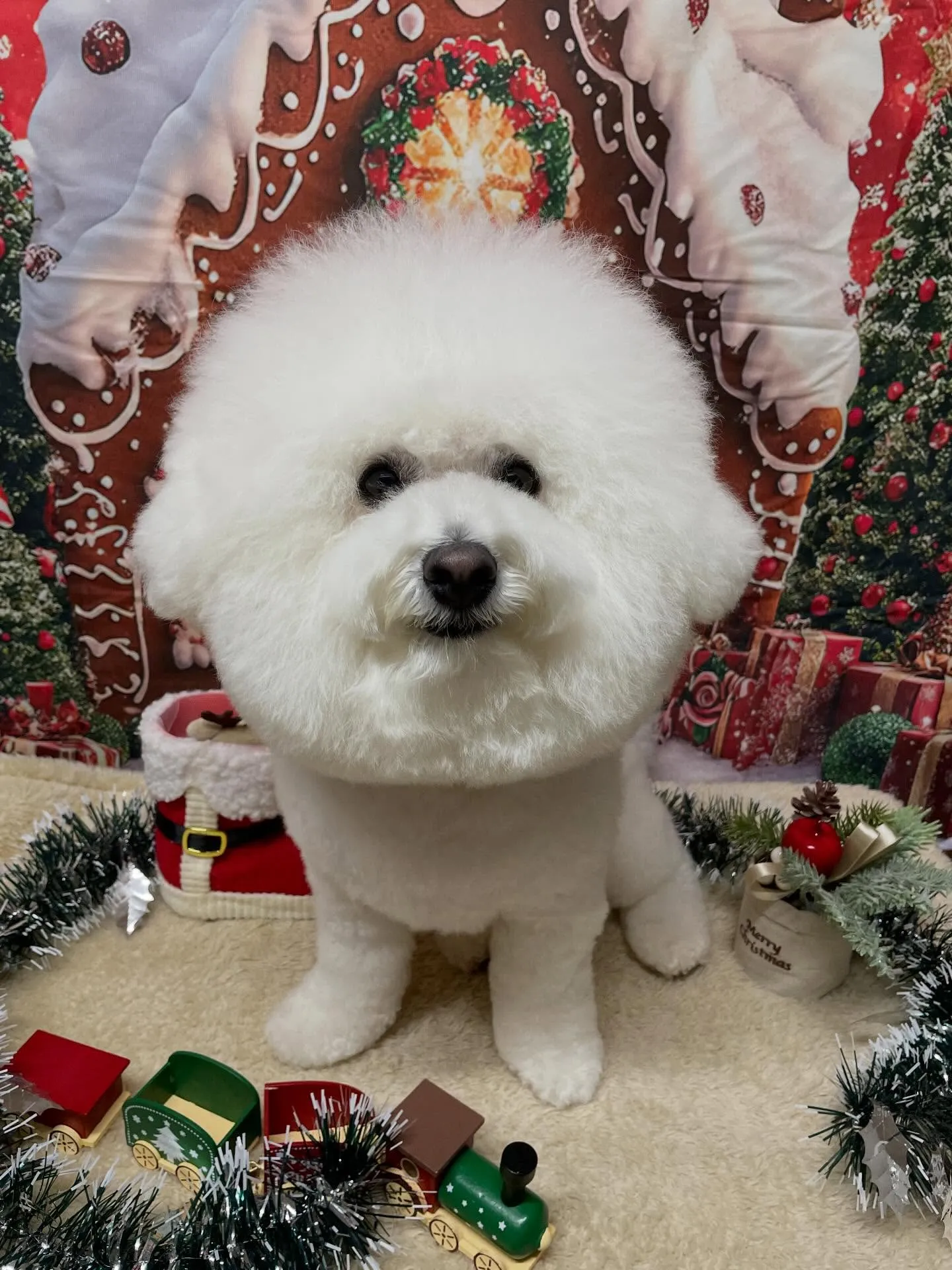 🍃今日のトリミング🍃ビションフリーゼ🐶｜名東区・千種区・守山...