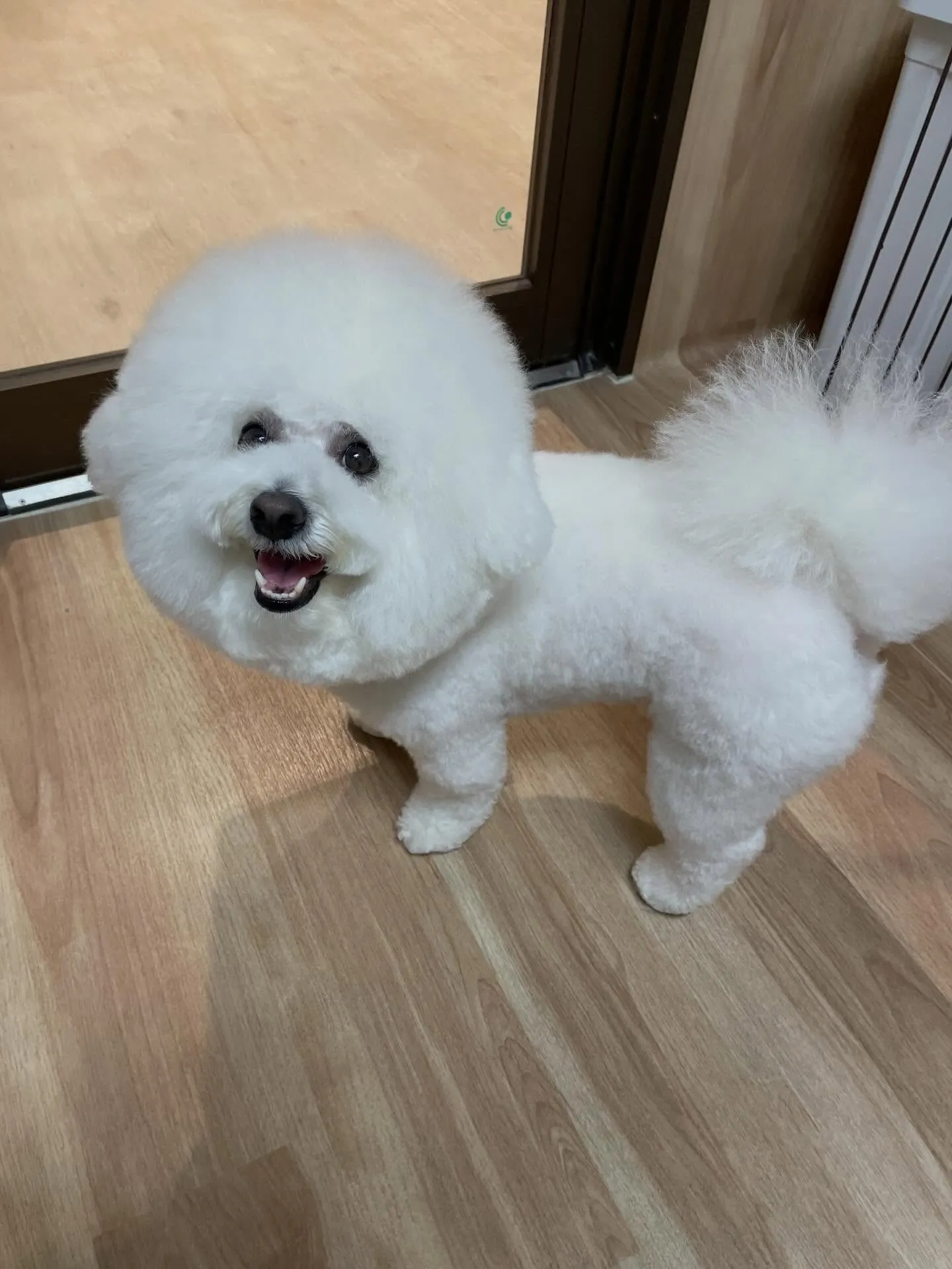 🍃今日のトリミング🍃ビションフリーゼ🐶｜名東区・千種区・守山...