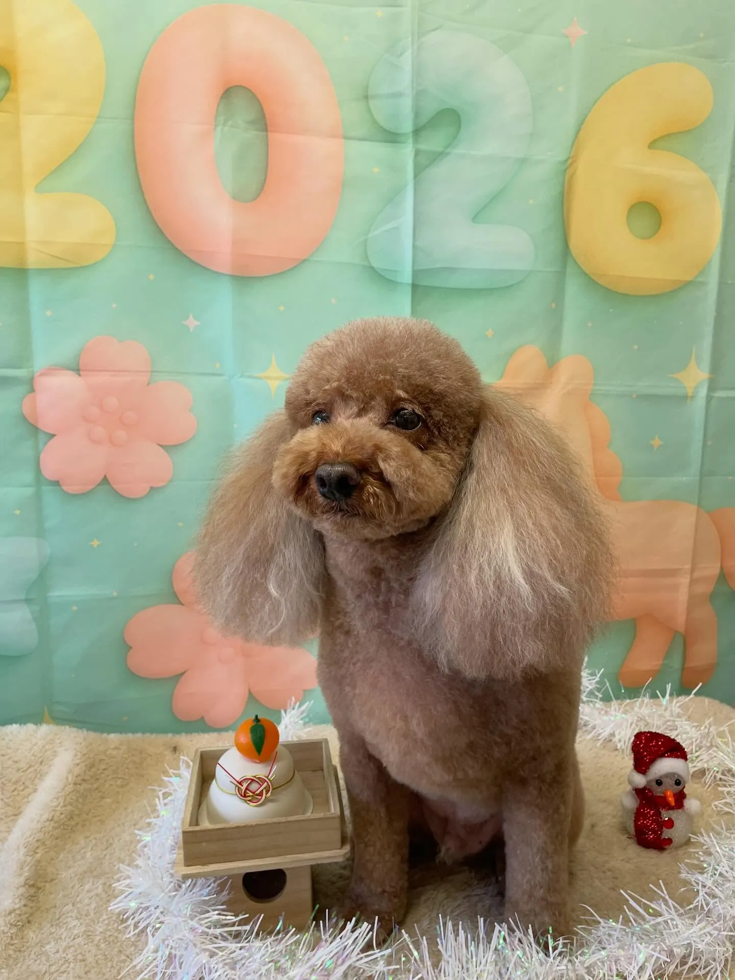 🍃今日のトリミング🍃プードル🐶｜名東区・千種区・守山区の動物...