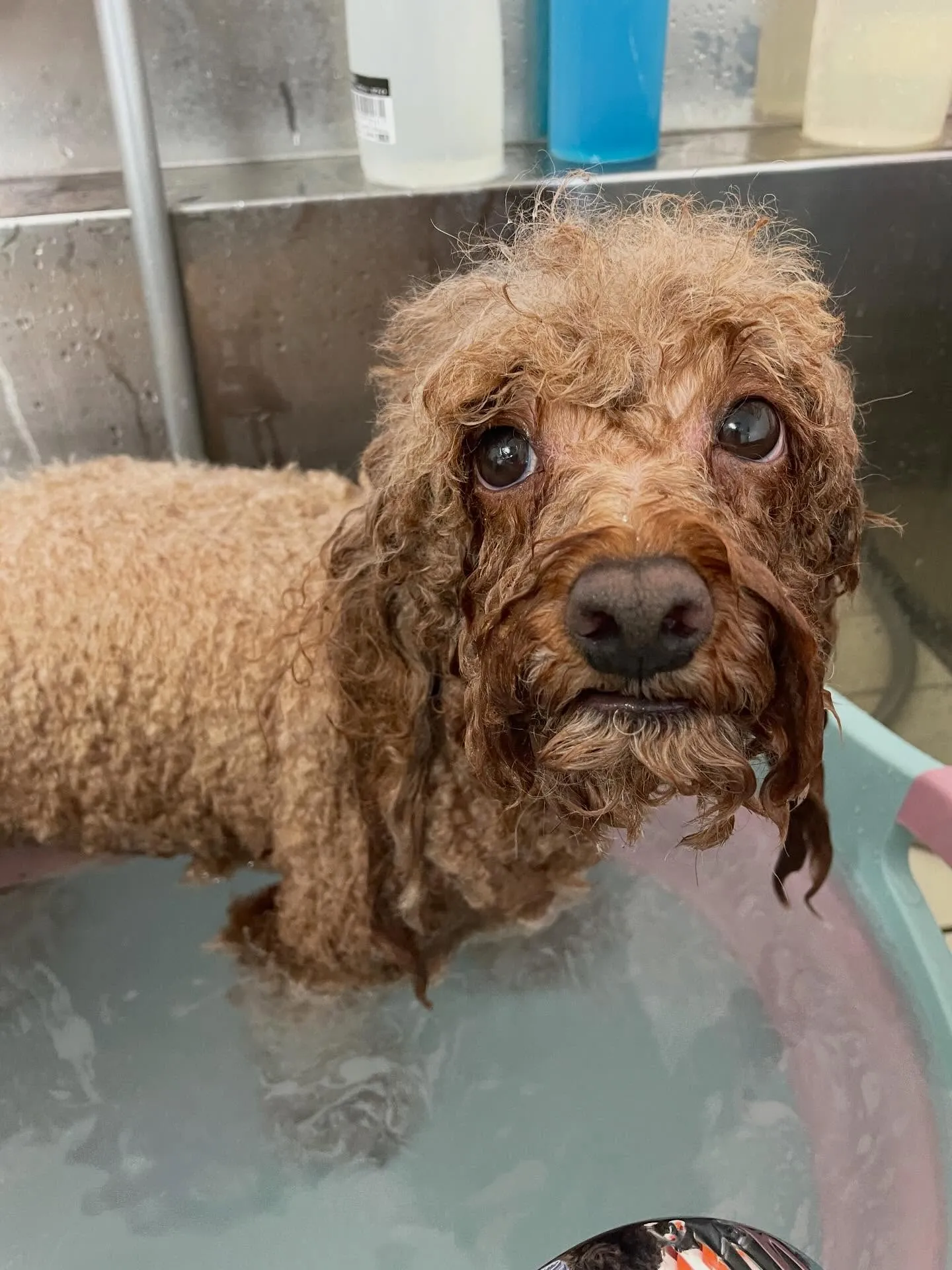 🍃今日のトリミング🍃プードル🐶｜名東区・千種区・守山区の動物...