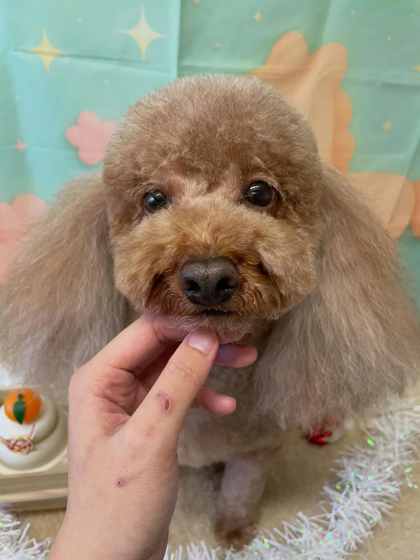 🍃今日のトリミング🍃プードル🐶｜名東区・千種区・守山区の動物...