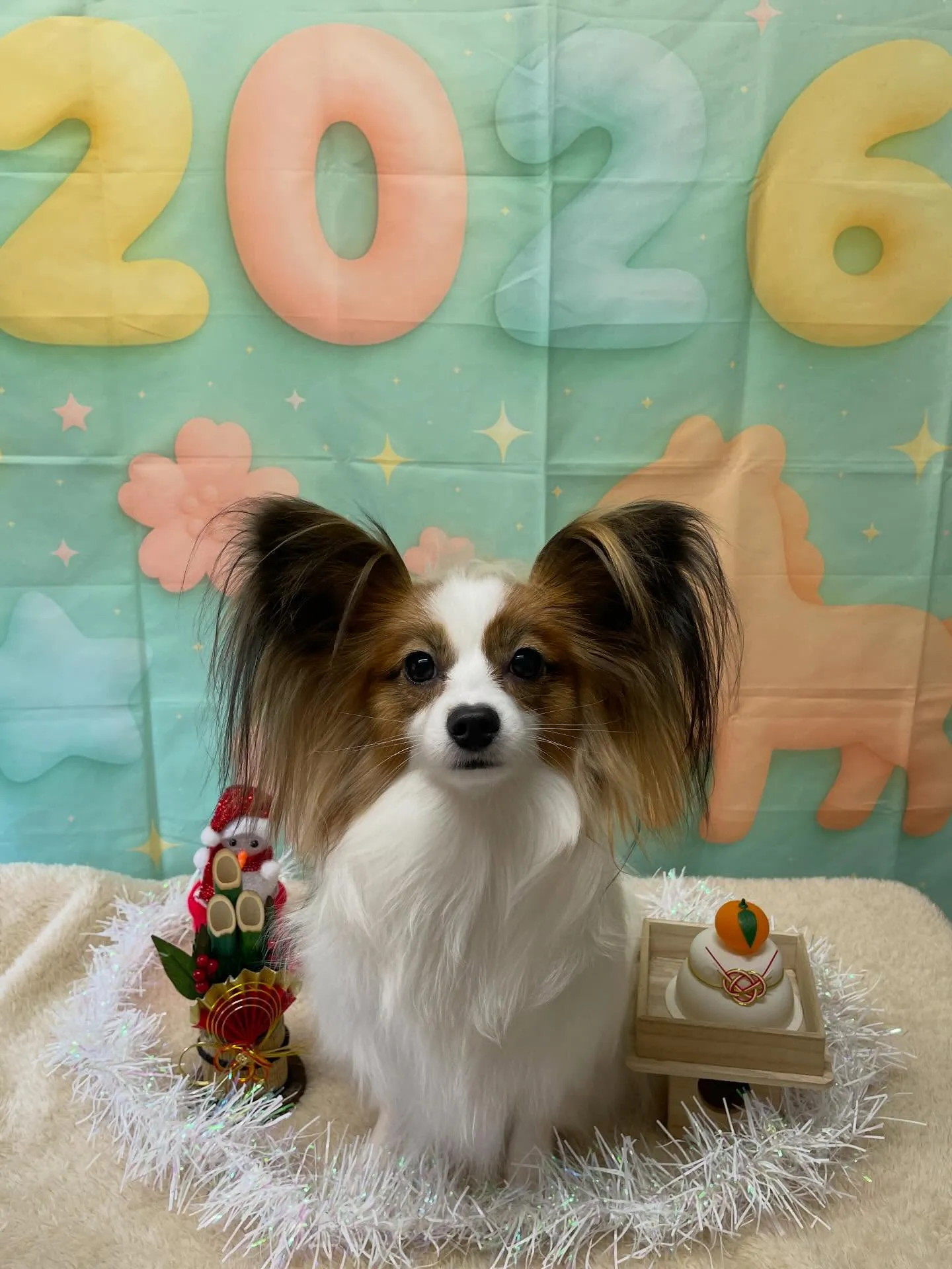🍃今日のトリミング🍃パピヨン🐶｜名東区・千種区・守山区の動物...