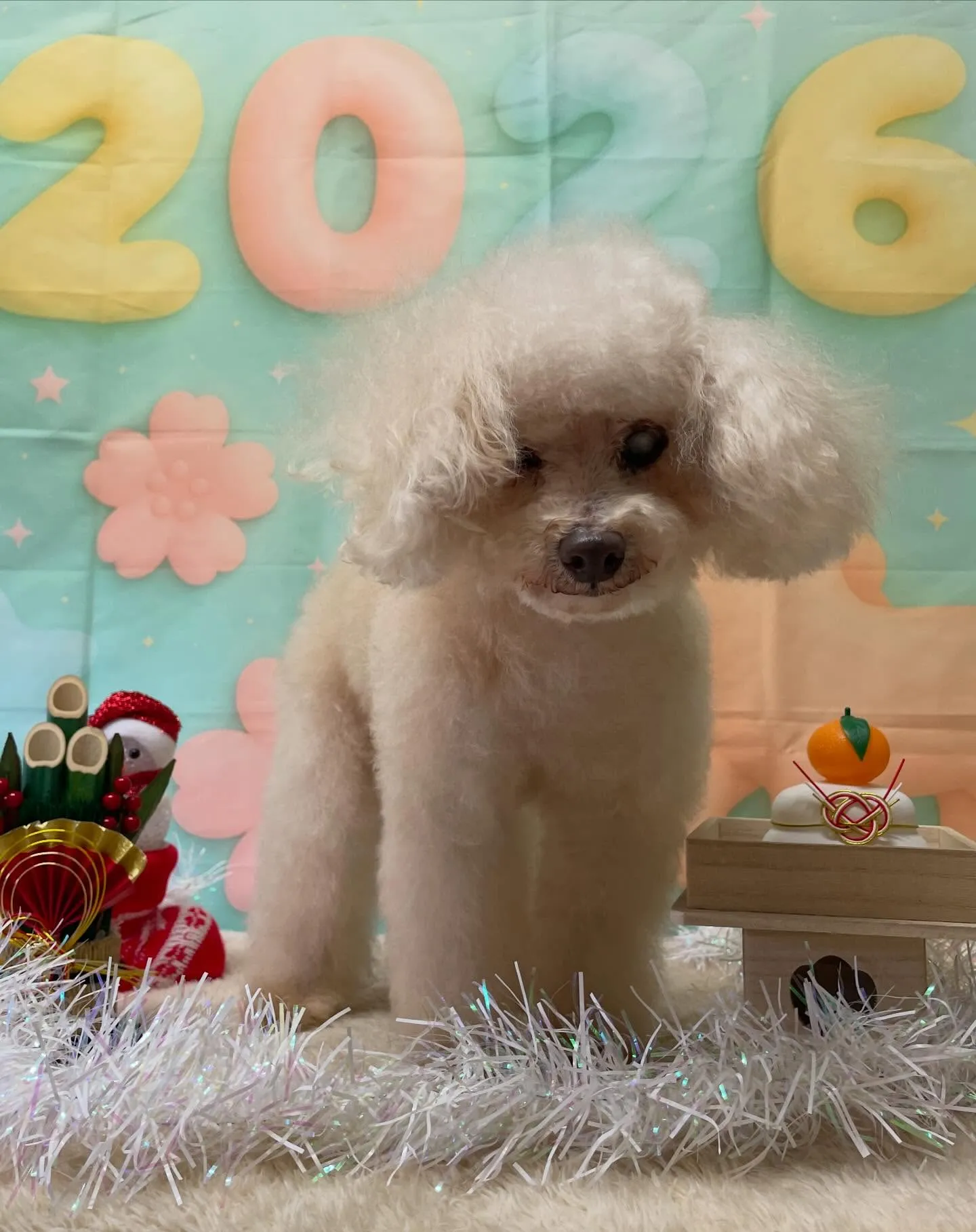 🍃今日のトリミング🍃プードル🐶｜名東区・千種区・守山区の動物...