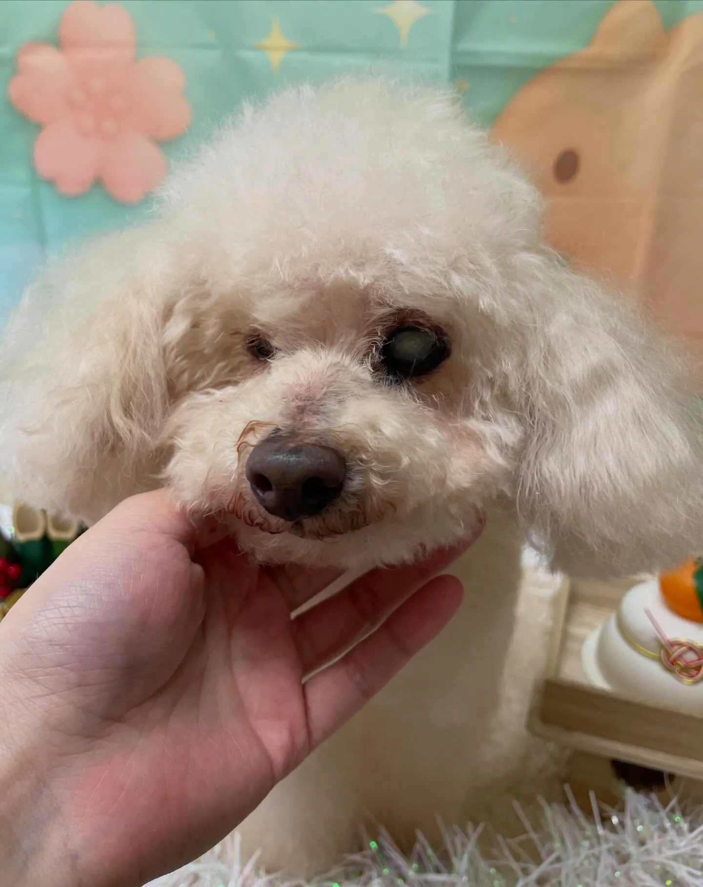 🍃今日のトリミング🍃プードル🐶｜名東区・千種区・守山区の動物...