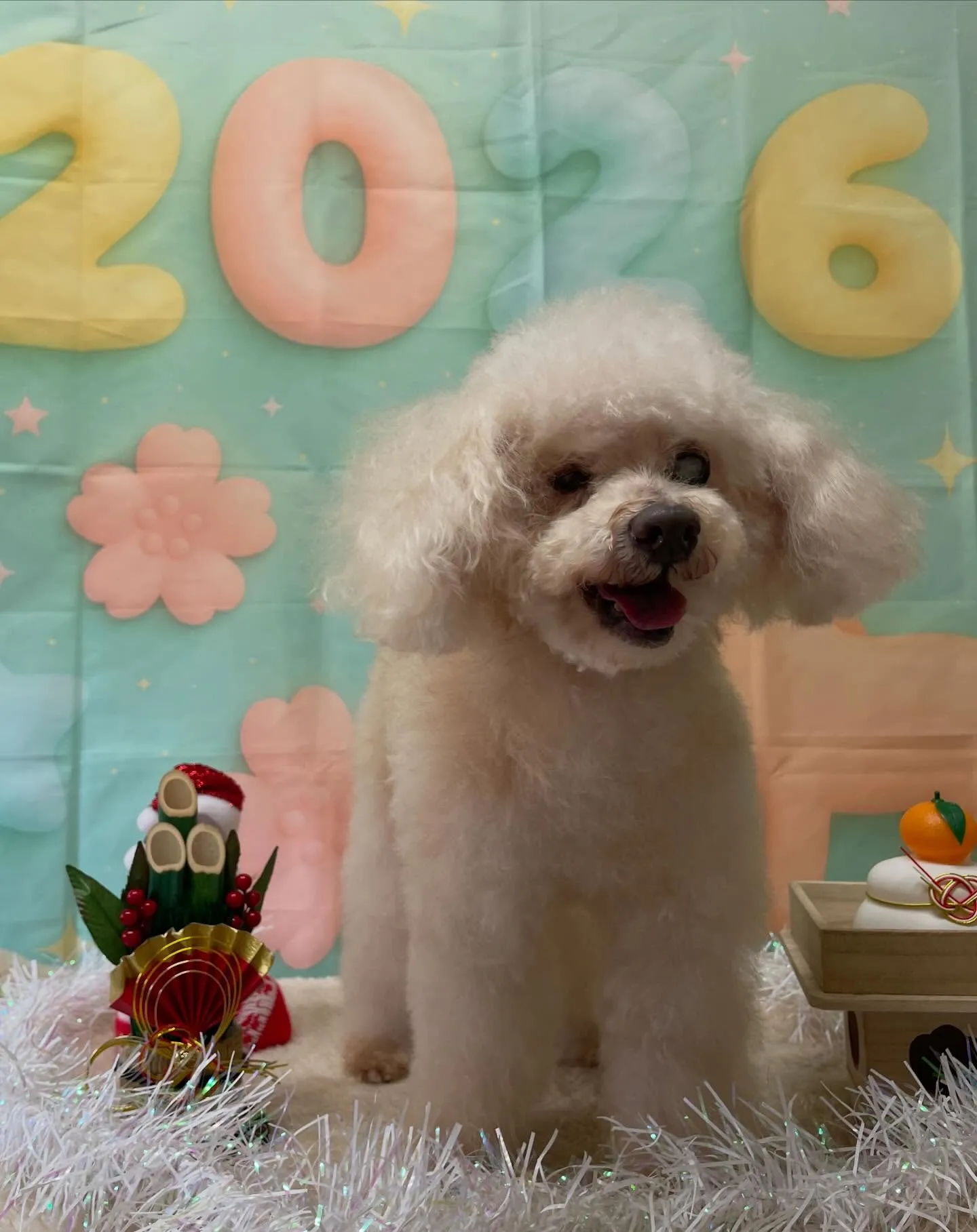 🍃今日のトリミング🍃プードル🐶｜名東区・千種区・守山区の動物...