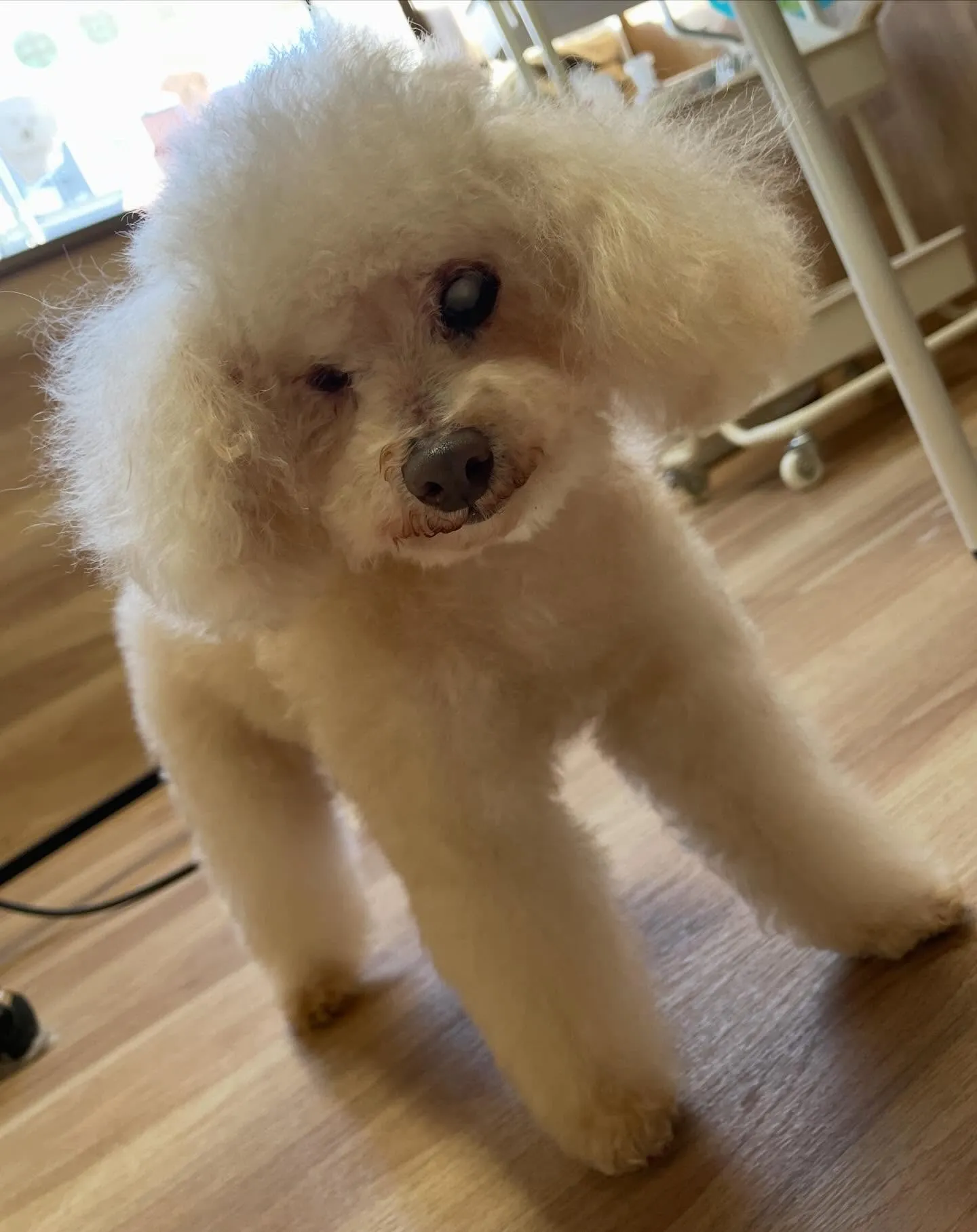 🍃今日のトリミング🍃プードル🐶｜名東区・千種区・守山区の動物...