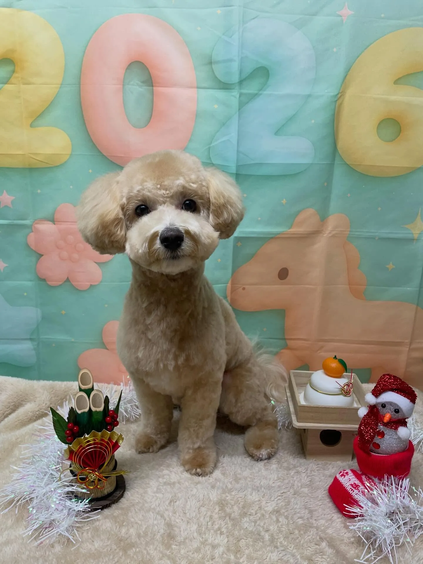 🍃今日のトリミング🍃ミックス犬🐶｜名東区・千種区・守山区の動...