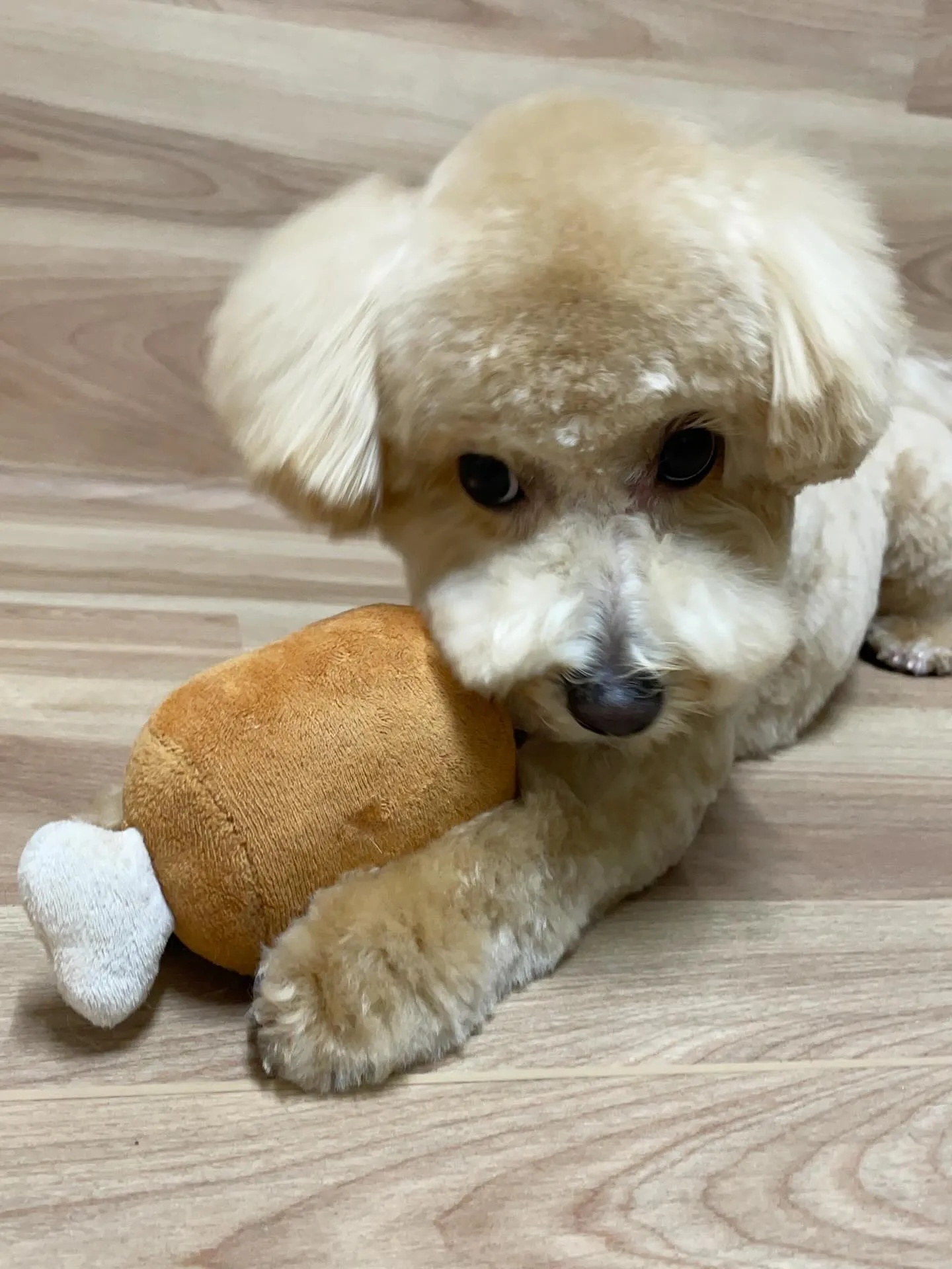 🍃今日のトリミング🍃ミックス犬🐶｜名東区・千種区・守山区の動...