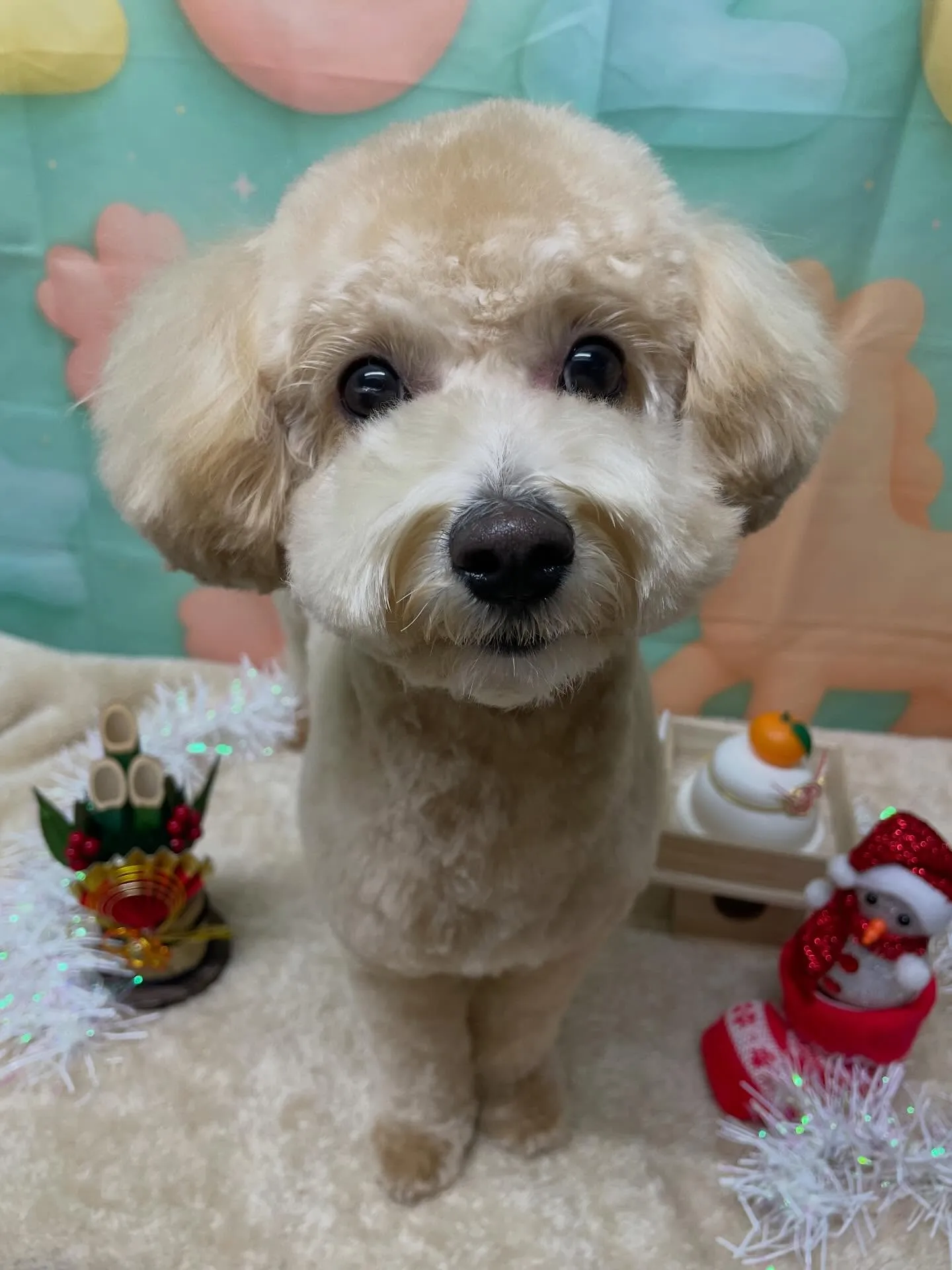 🍃今日のトリミング🍃ミックス犬🐶｜名東区・千種区・守山区の動...