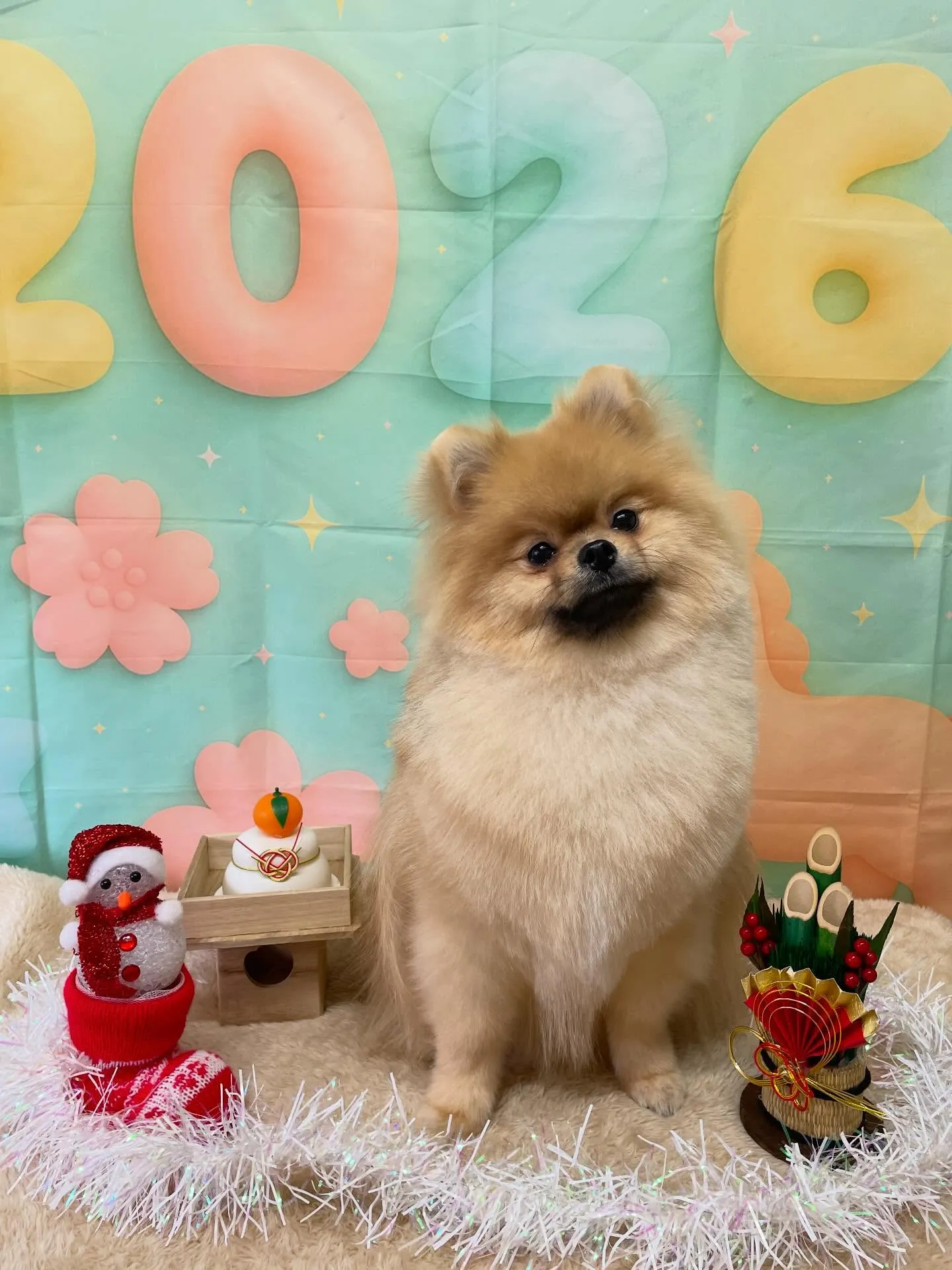 🍃今日のトリミング🍃ポメラニアン🐶｜名東区・千種区・守山区の...