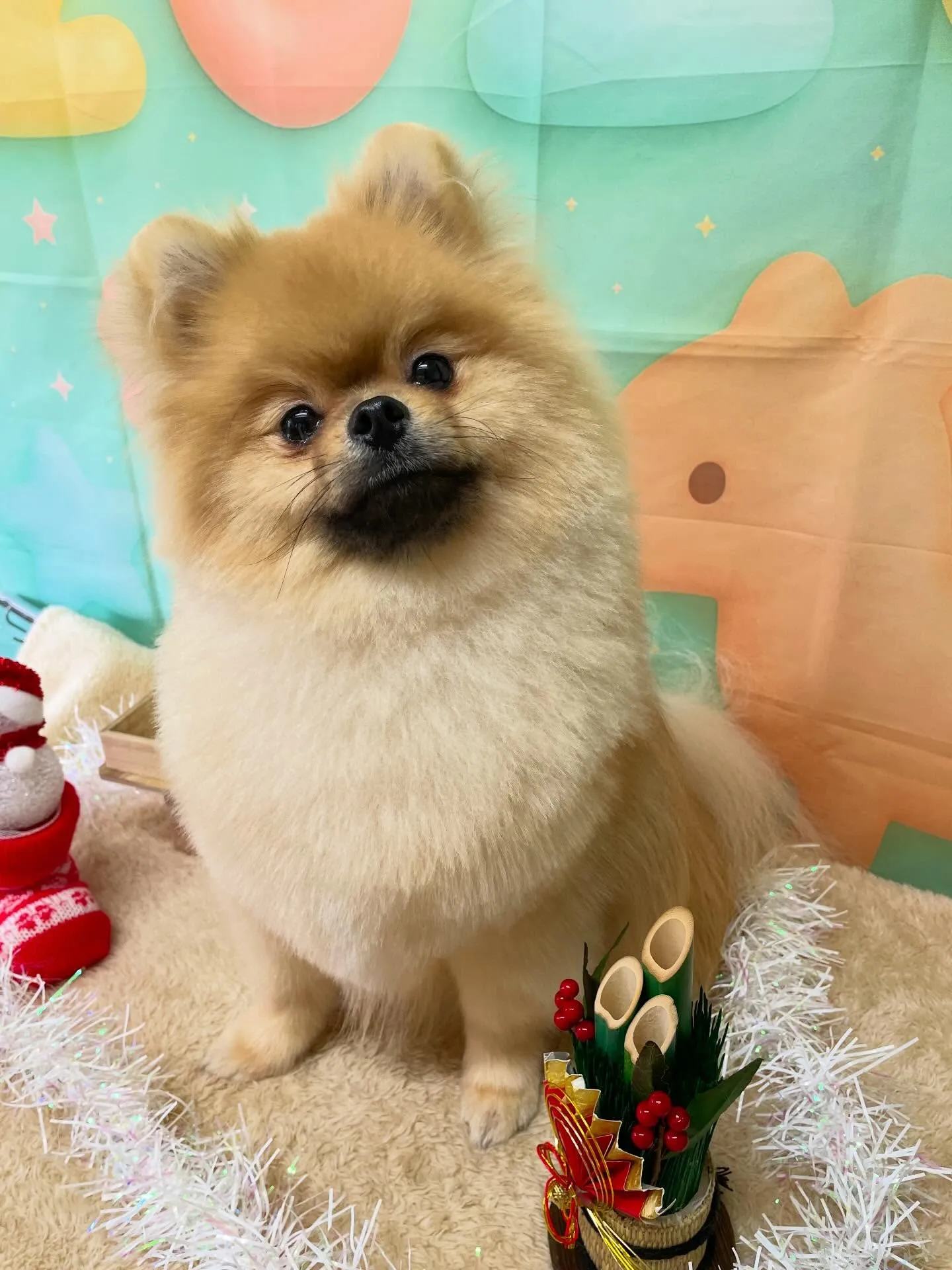 🍃今日のトリミング🍃ポメラニアン🐶｜名東区・千種区・守山区の...