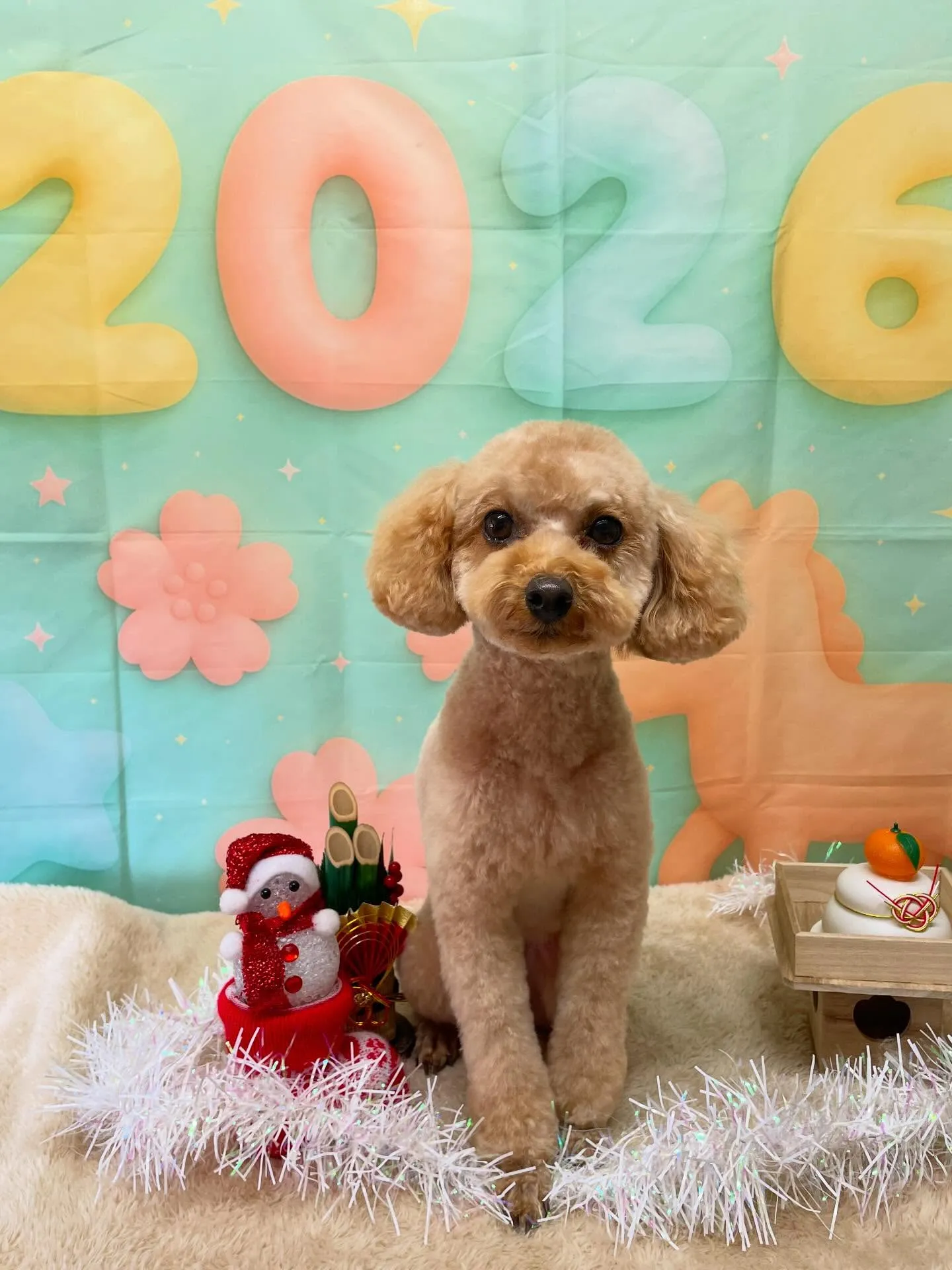 🍃1/4のトリミング🍃プードル🐶｜名東区・千種区・守山区の動...