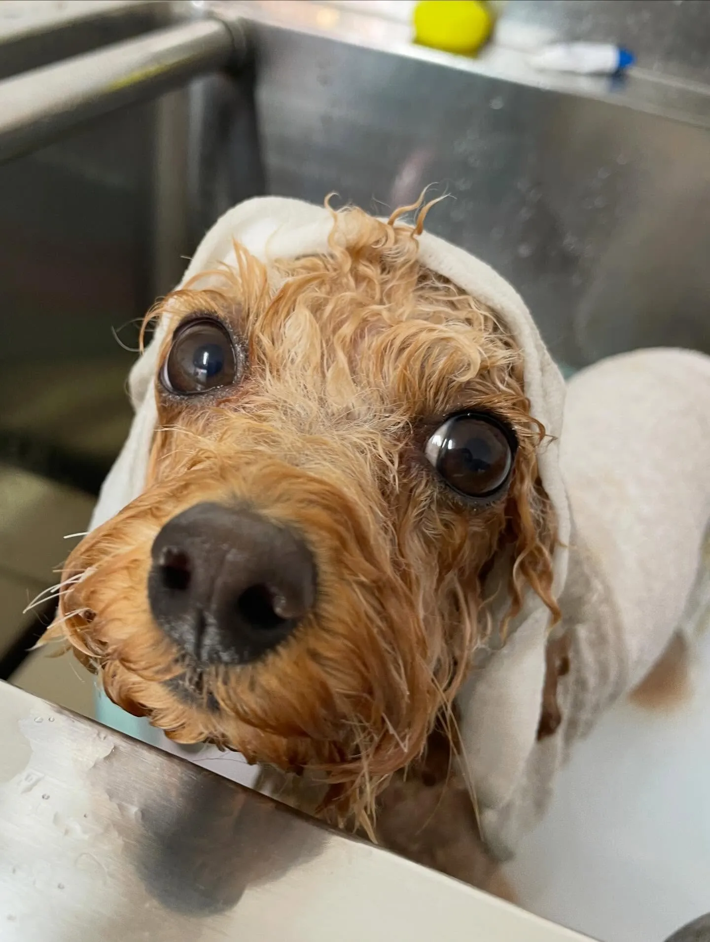 🍃1/4のトリミング🍃プードル🐶｜名東区・千種区・守山区の動...