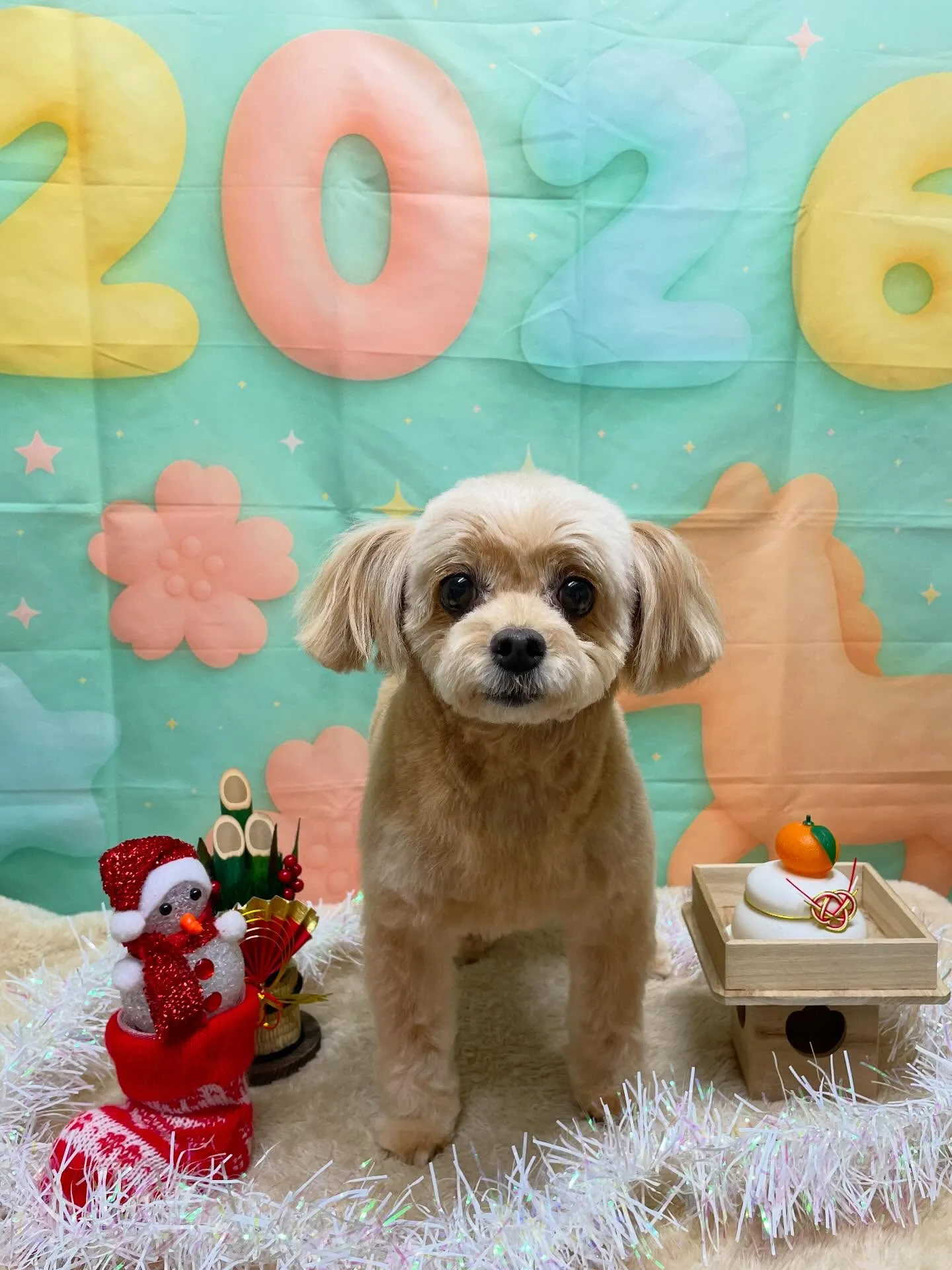 🍃1/4トリミング🍃ミックス犬🐶｜名東区・千種区・守山区の動...