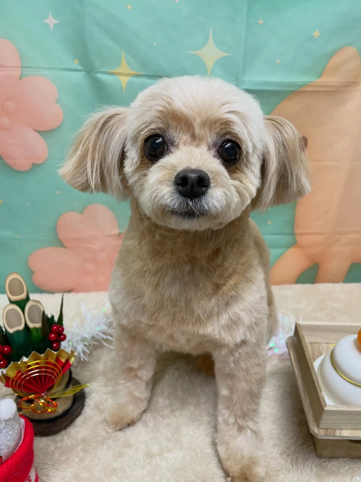 🍃1/4トリミング🍃ミックス犬🐶｜名東区・千種区・守山区の動...