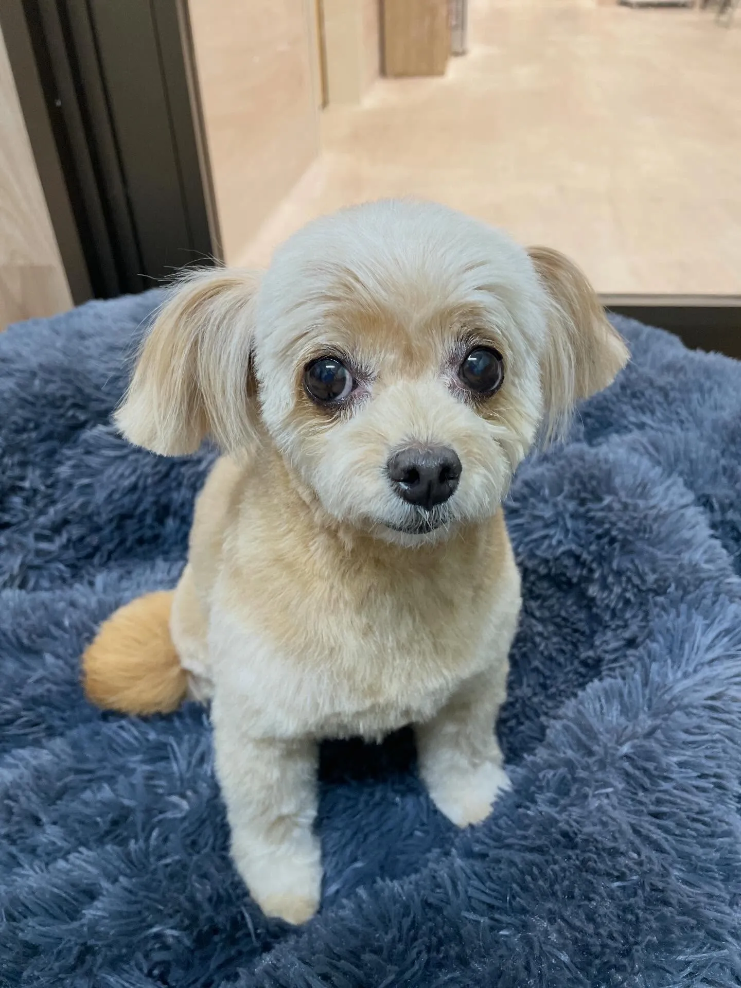 🍃1/4トリミング🍃ミックス犬🐶｜名東区・千種区・守山区の動...