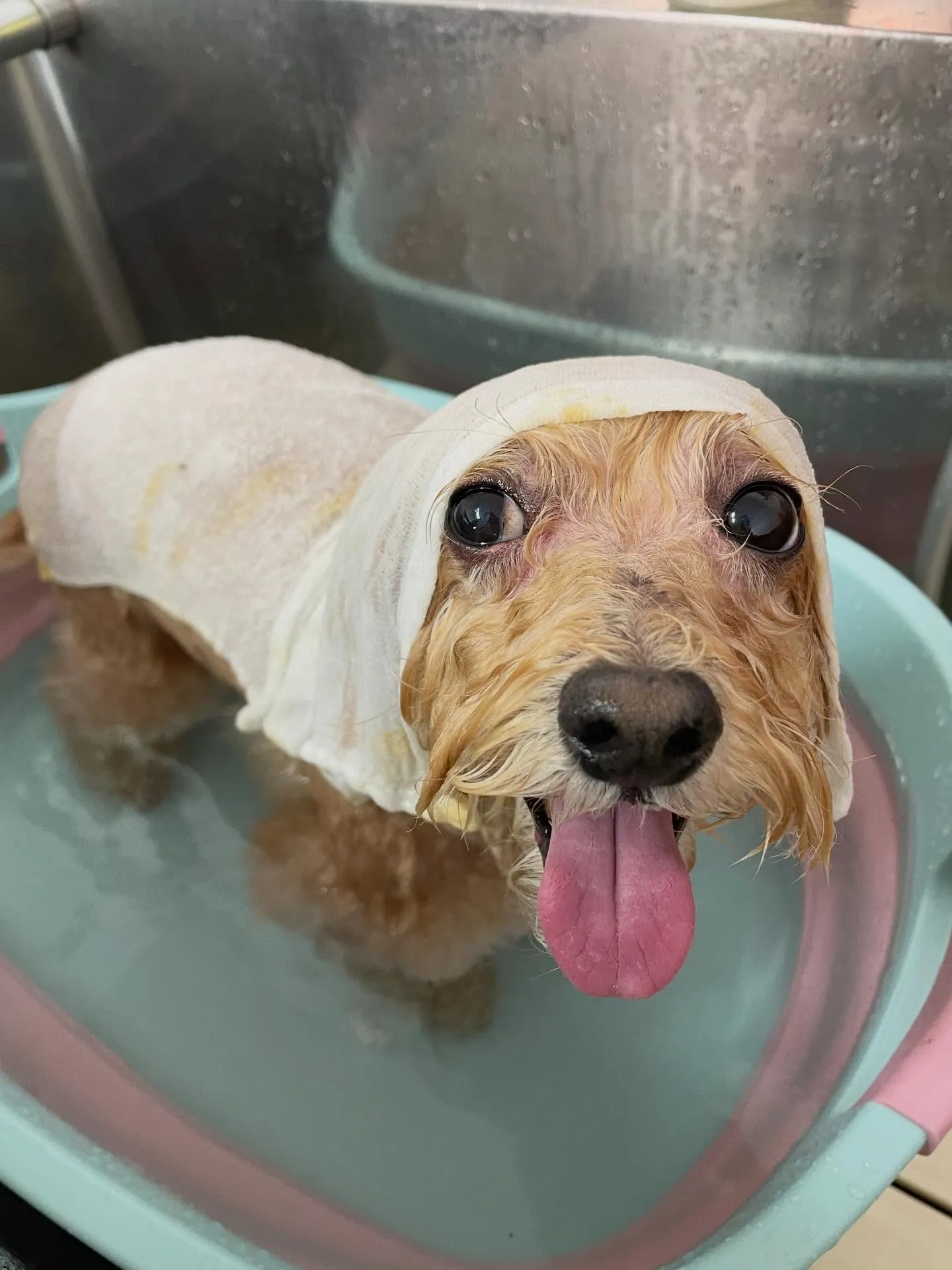 🍃1/6のトリミング🍃ミックス犬🐶｜名東区・千種区・守山区の...